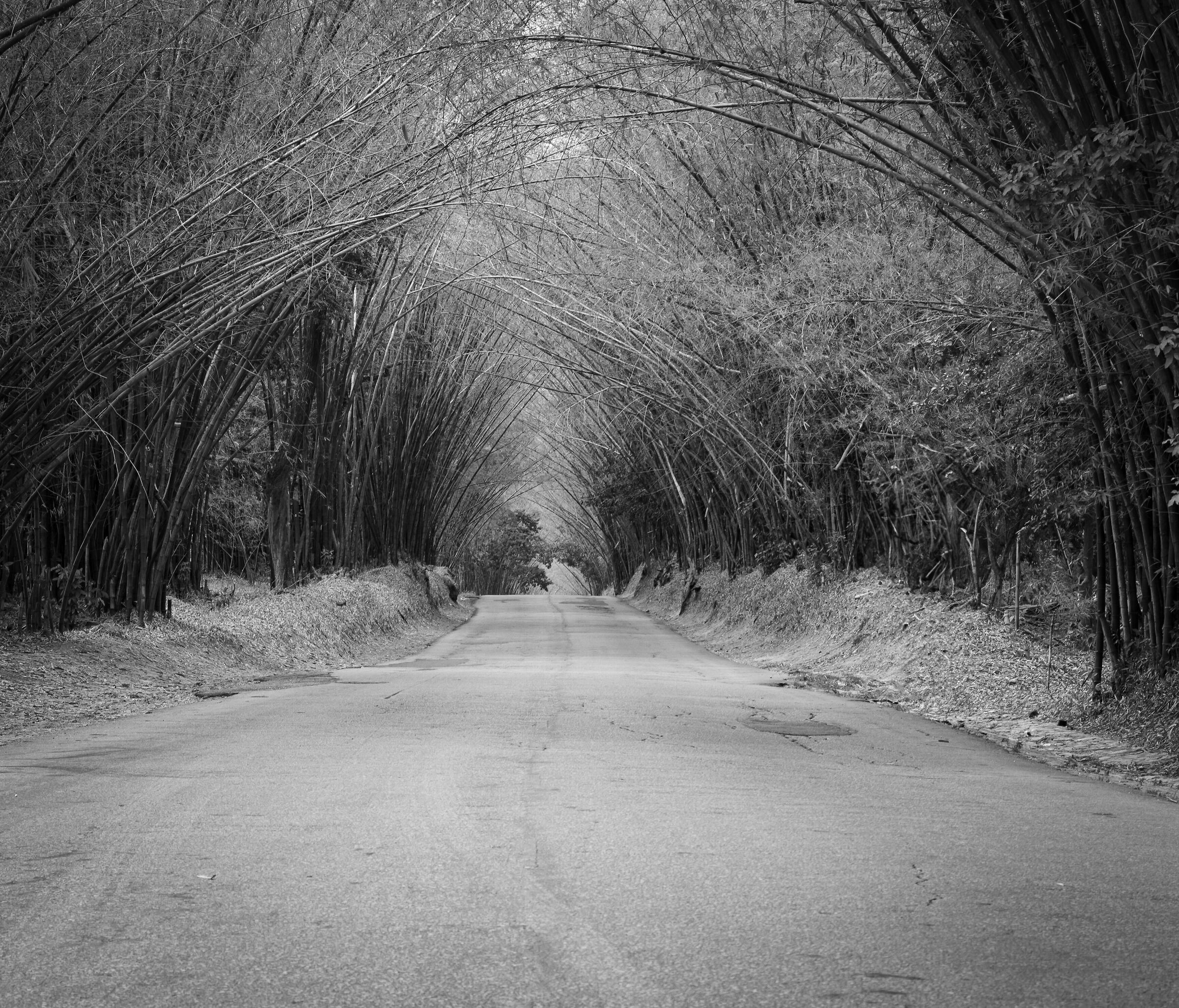 BN version of bamboo avenue, Jamaica