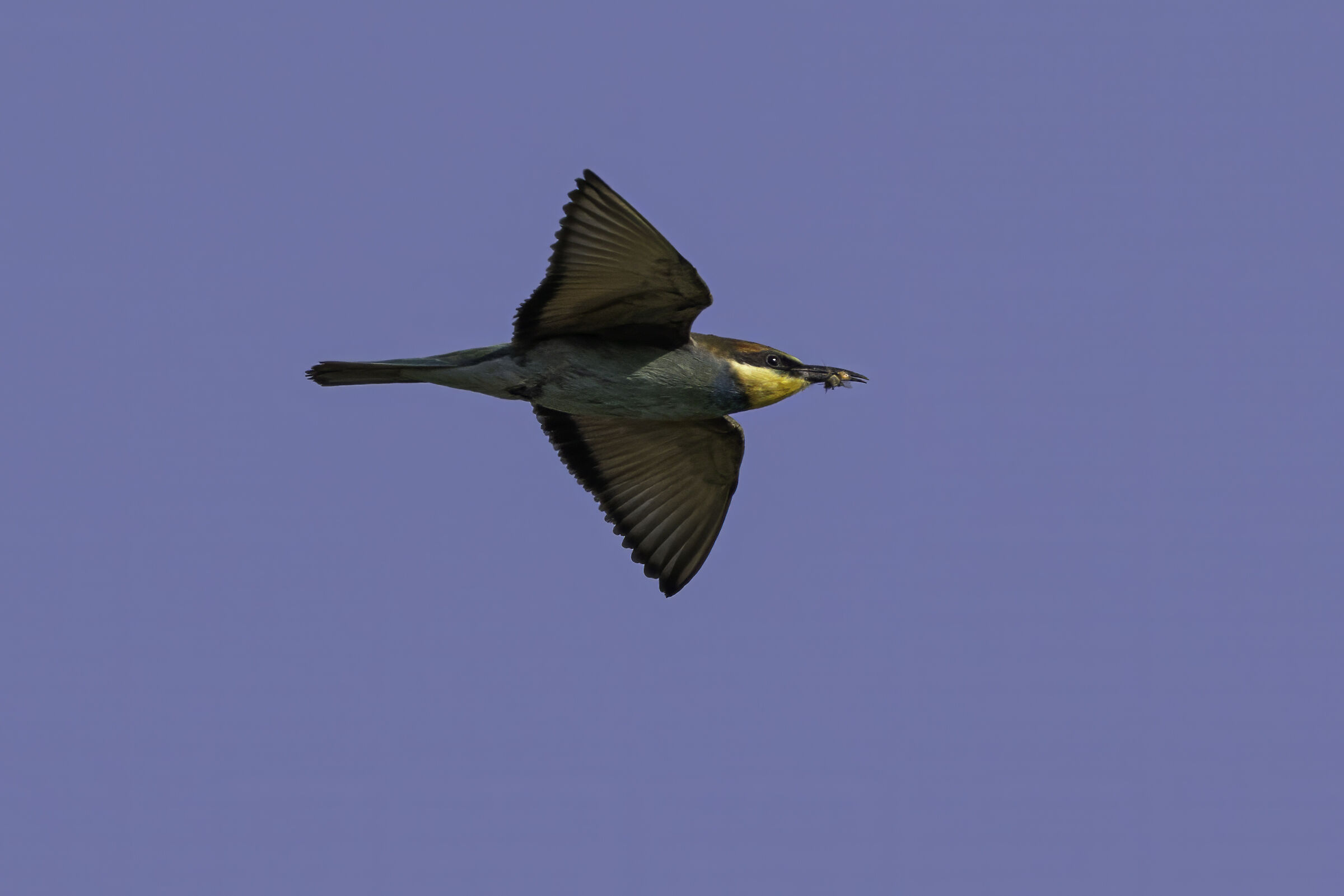 Bee-eater