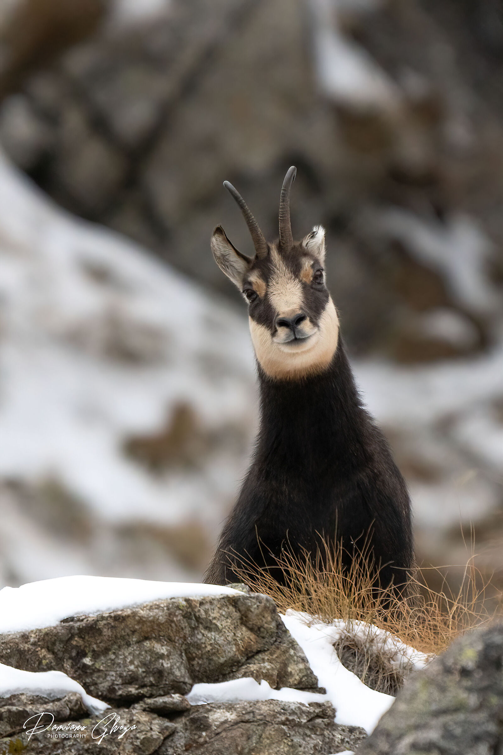 Chamois