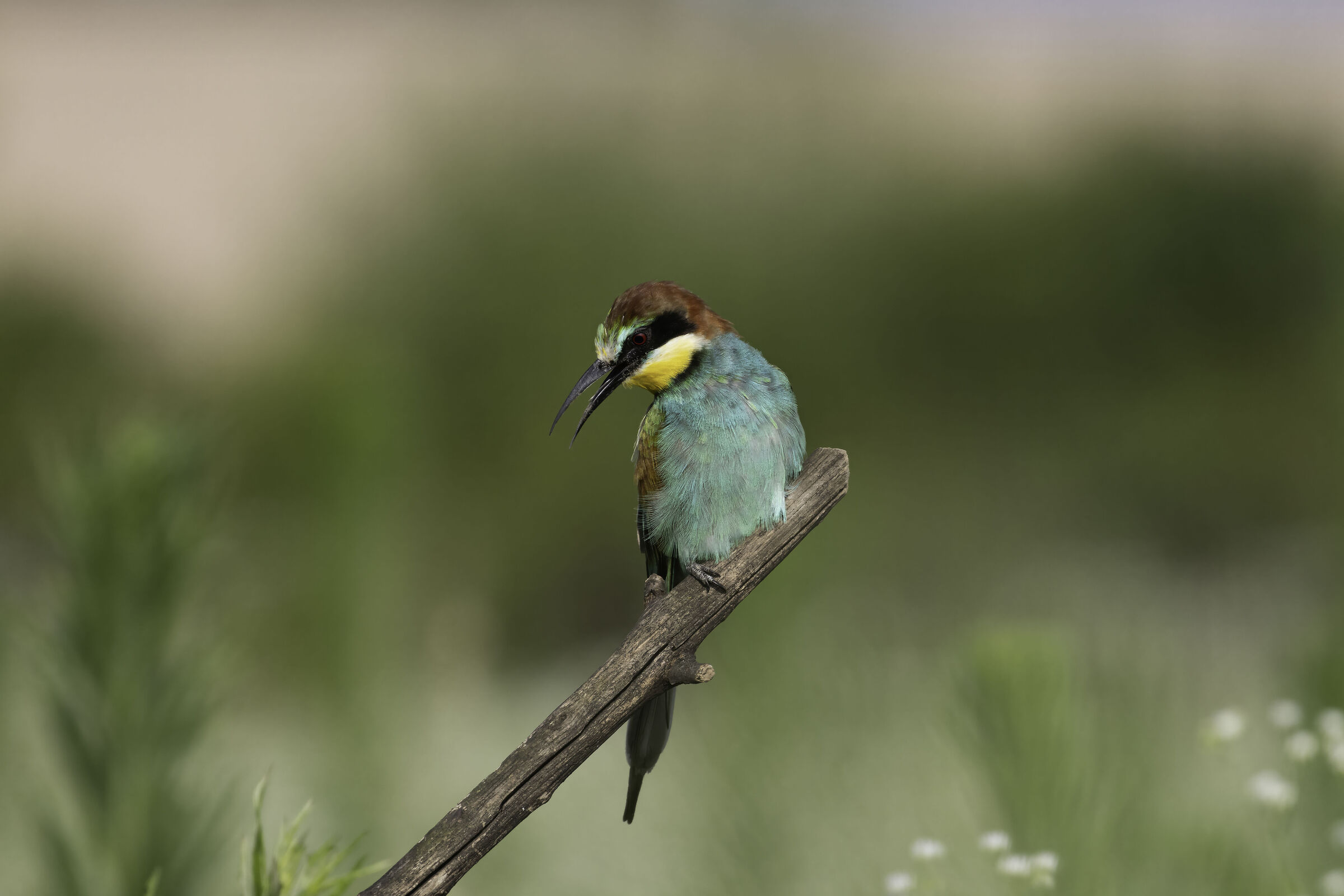Bee-eater