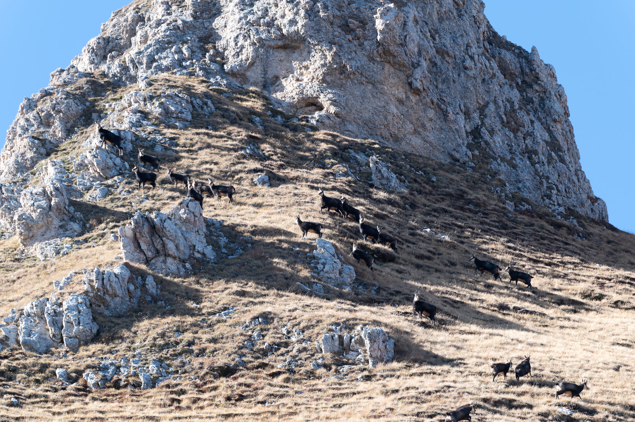 Gruppo di camosci lungo pendio roccioso e scosceso