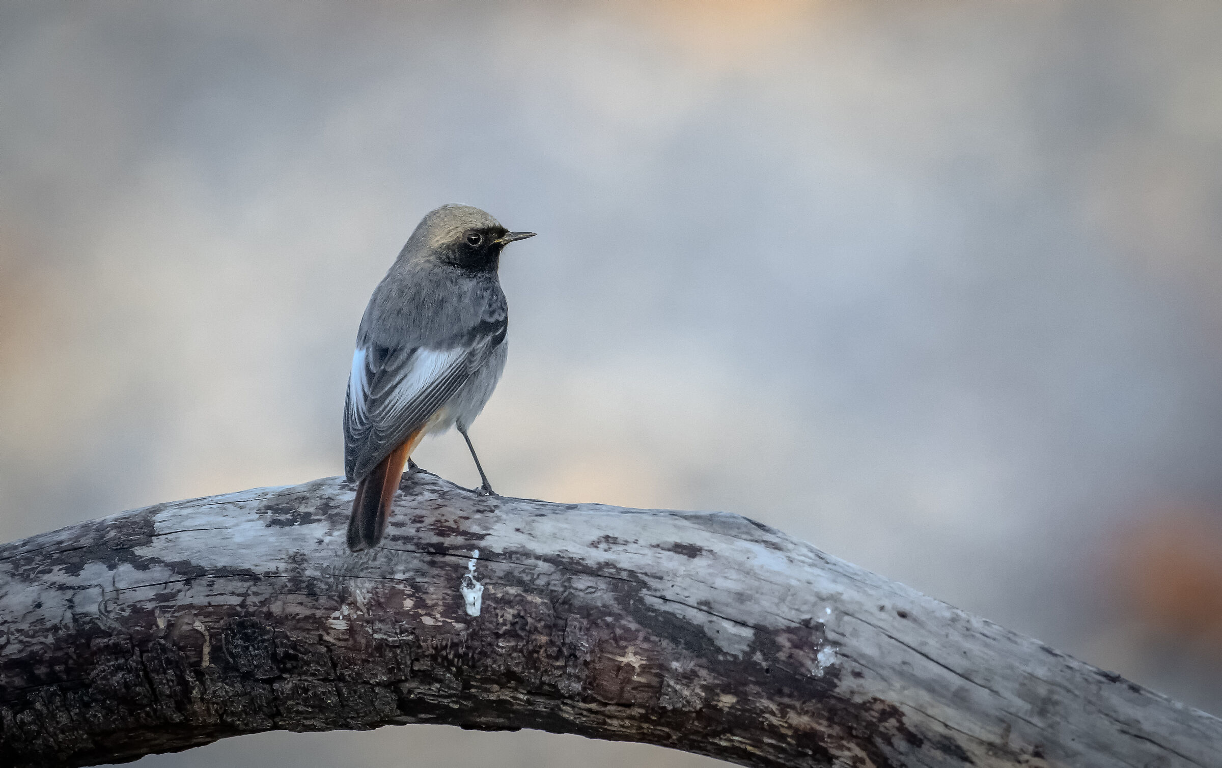 Black redstart