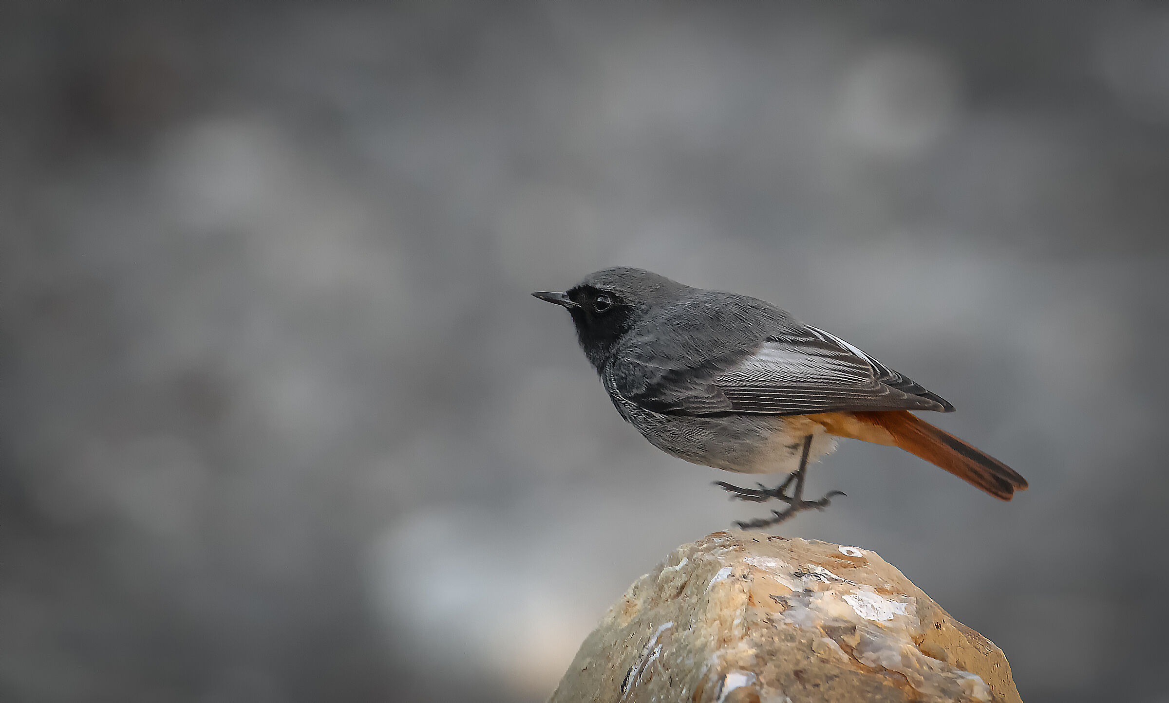 Black redstart