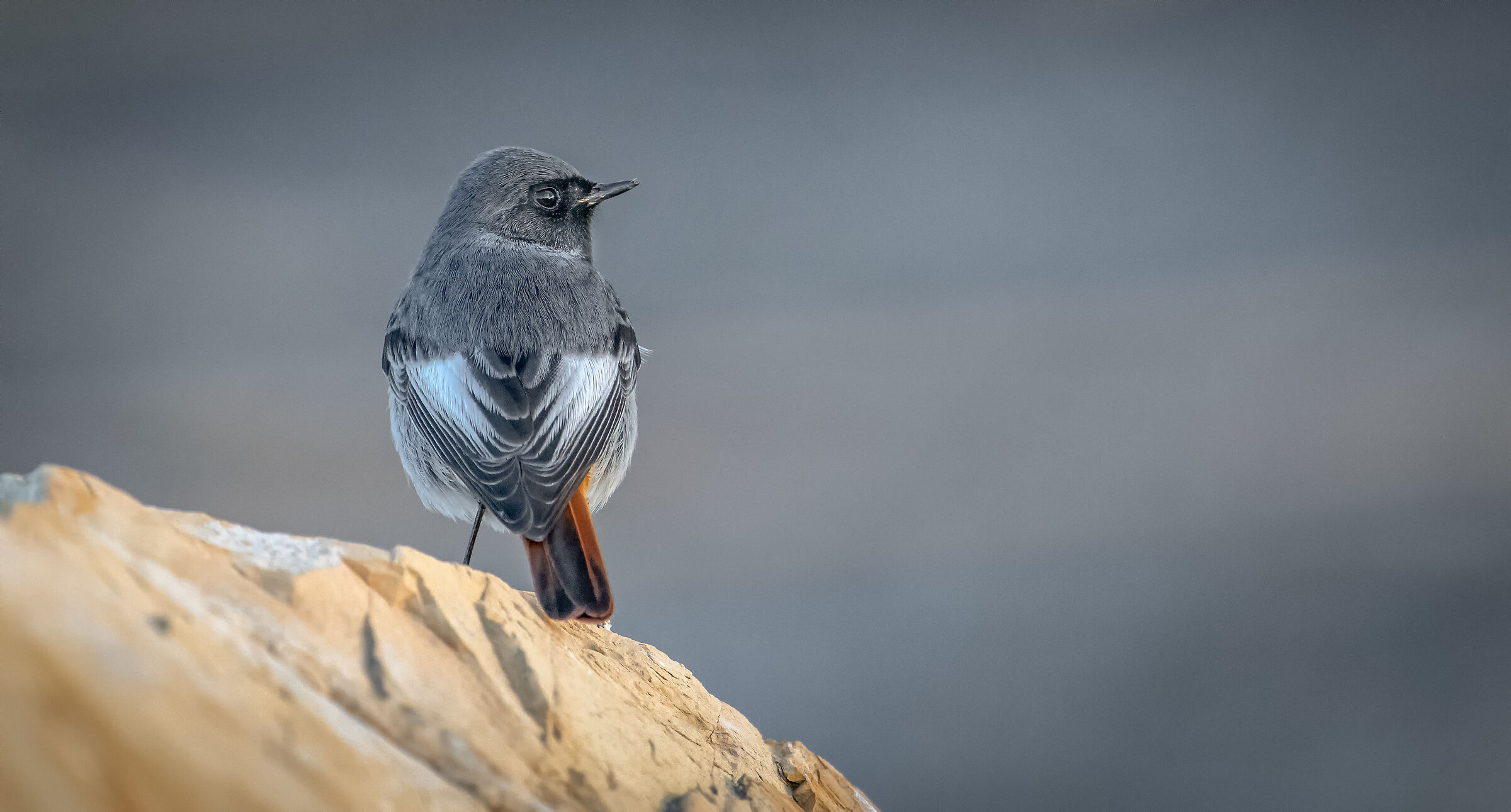 Black redstart