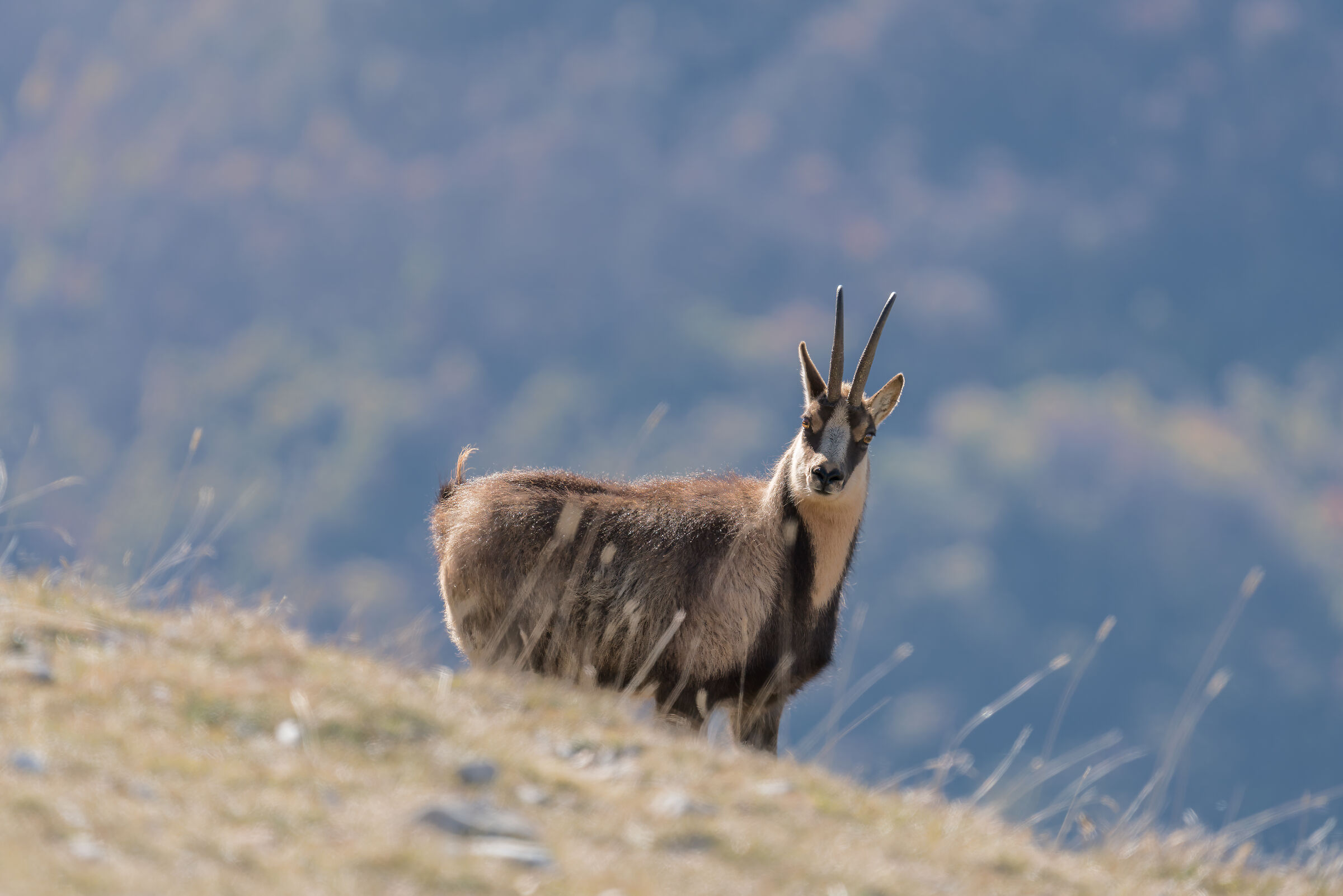 Chamois, Sibillini Mountains