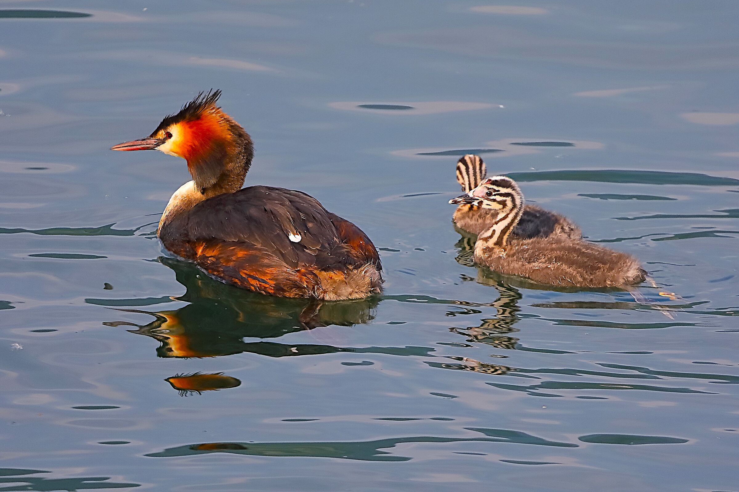 Svassi 04 luglio 2024 - 0115