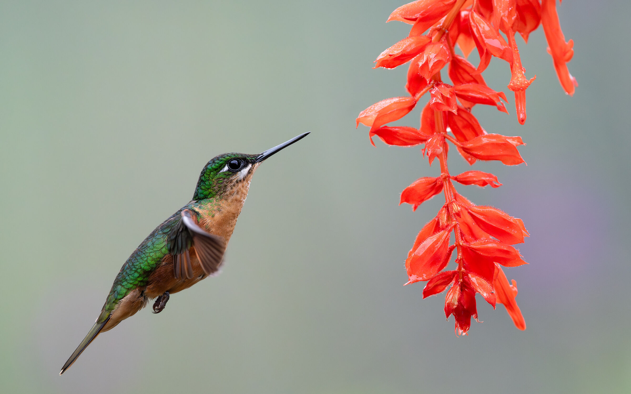 Colibri