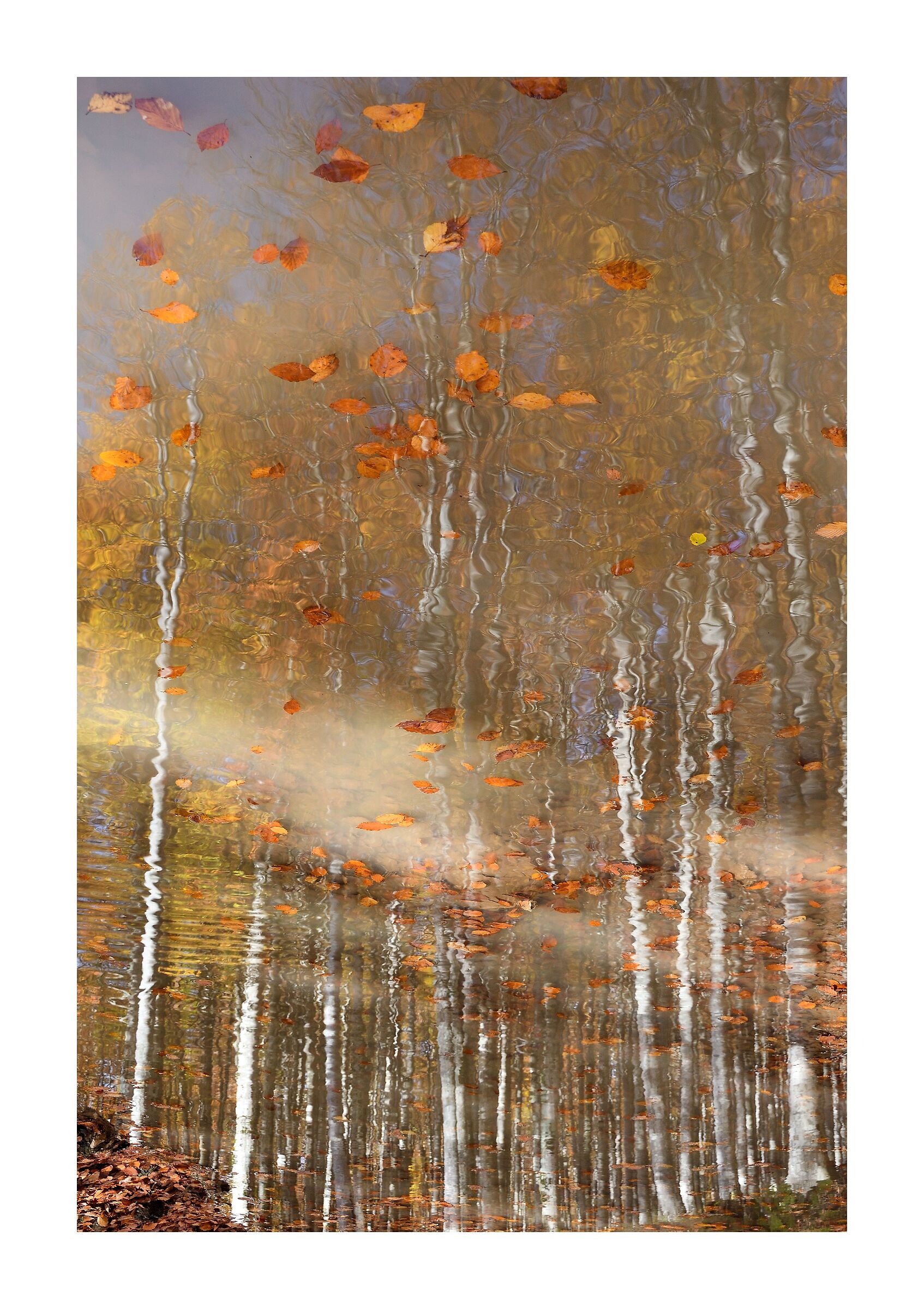 Autumn in a puddle