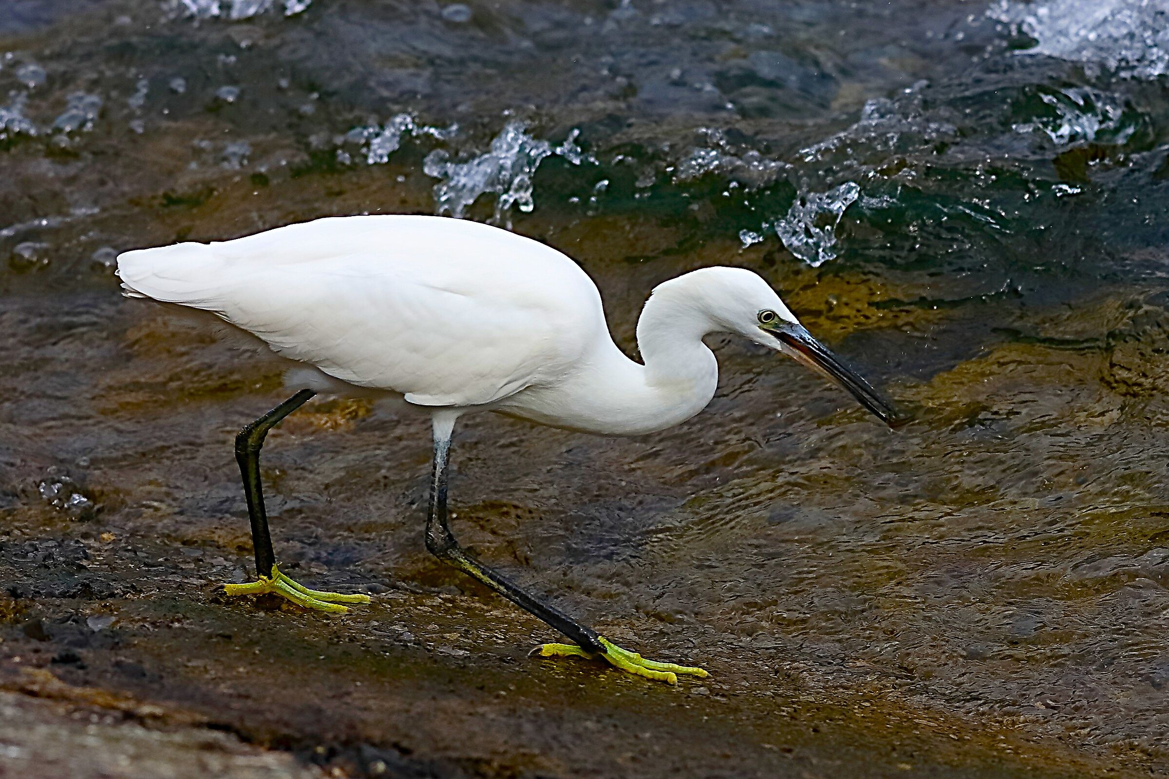 Garzetta 01 ottobre 2024 - 0052