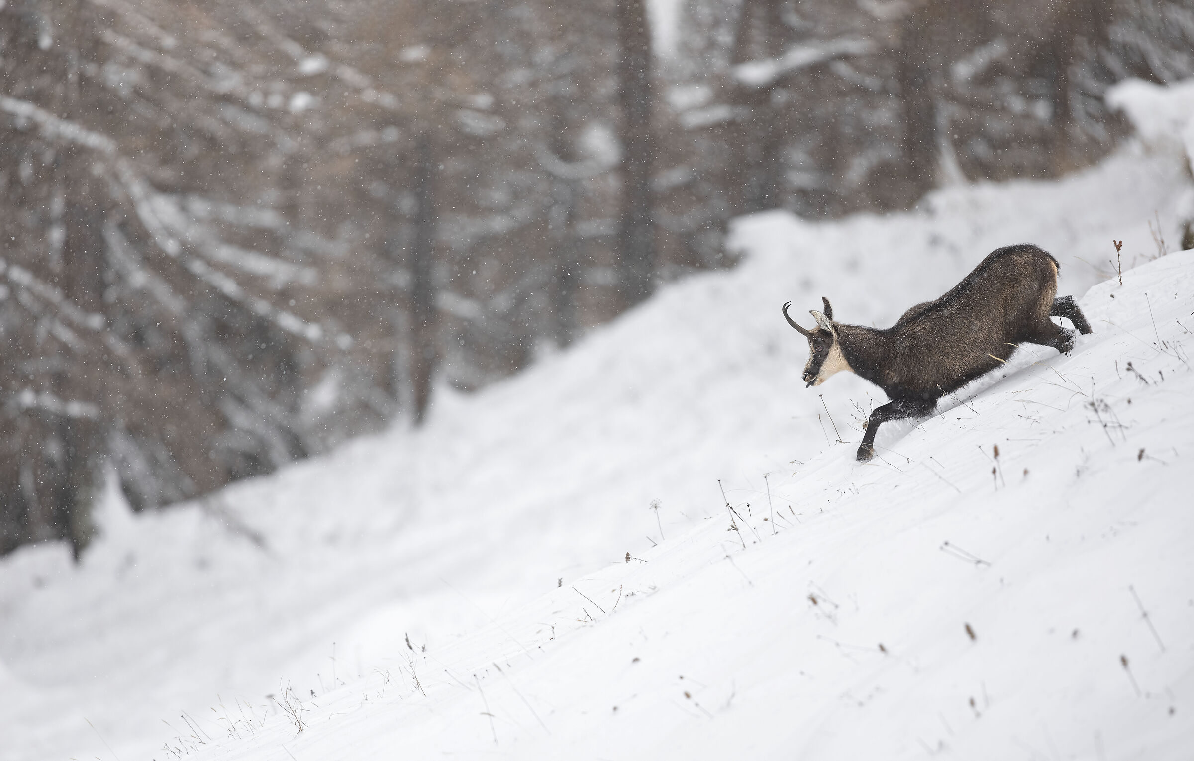 Chamois