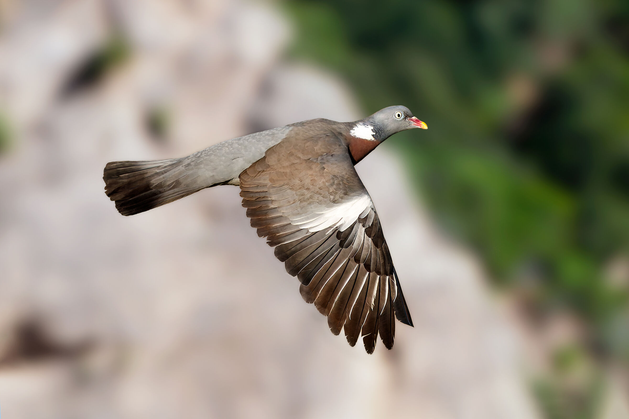 Wood pigeon