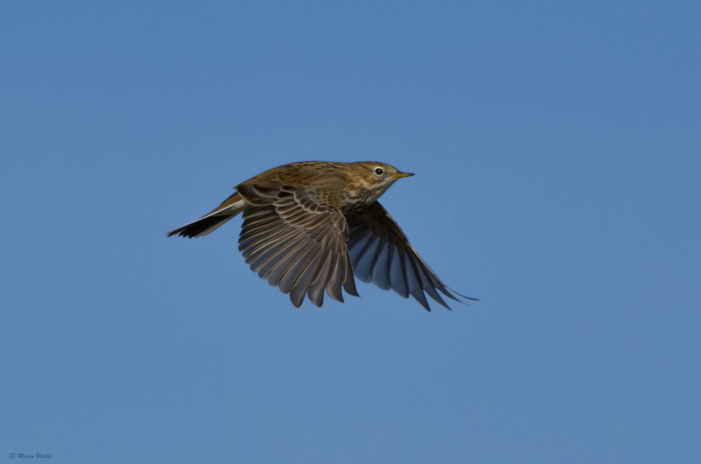 Pipit (Anthus pratensis)