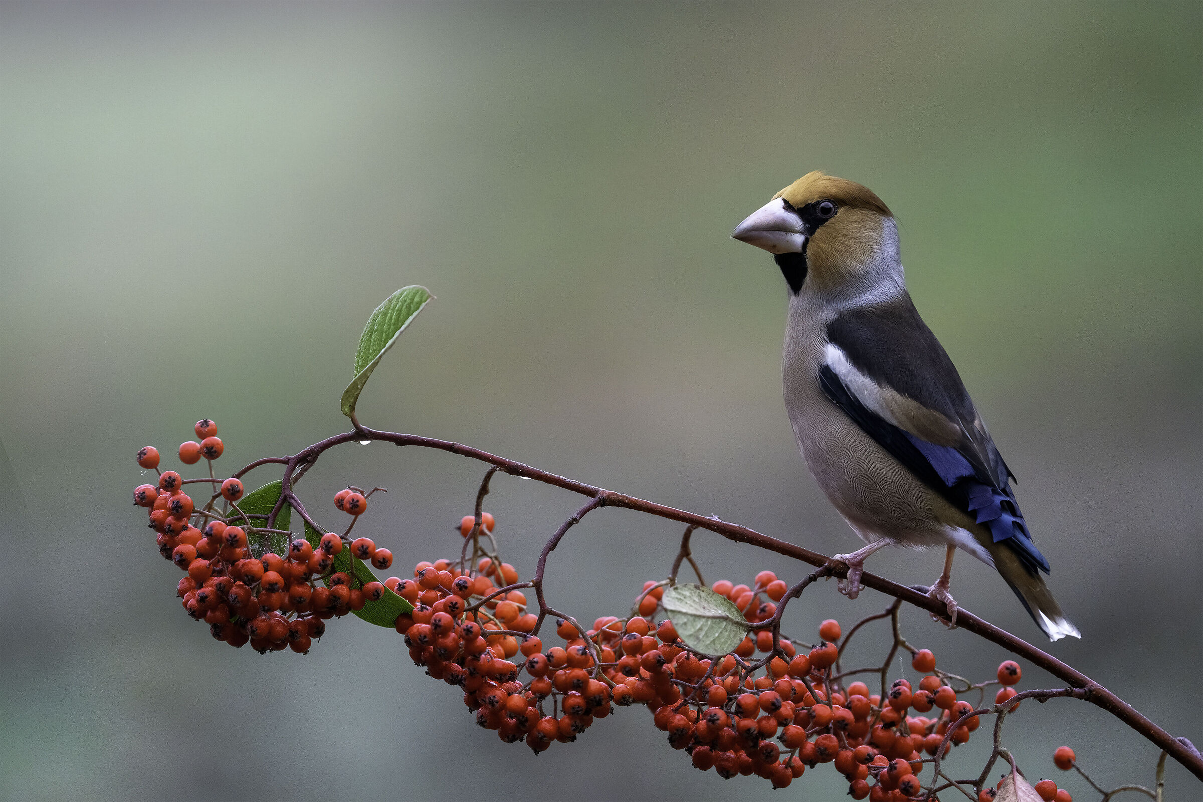 Hawfinch