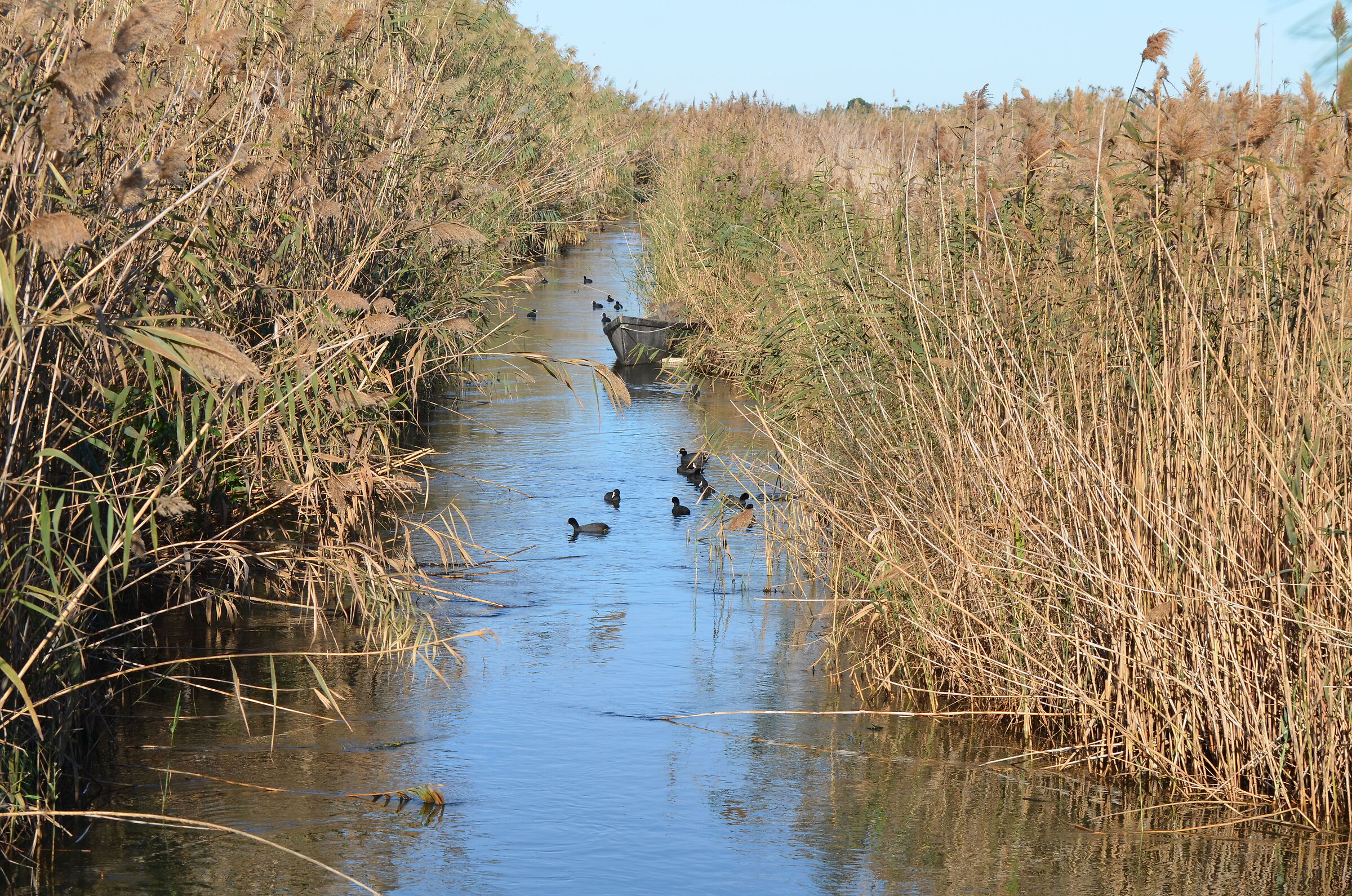 Eastern marsh of Lake Lesina