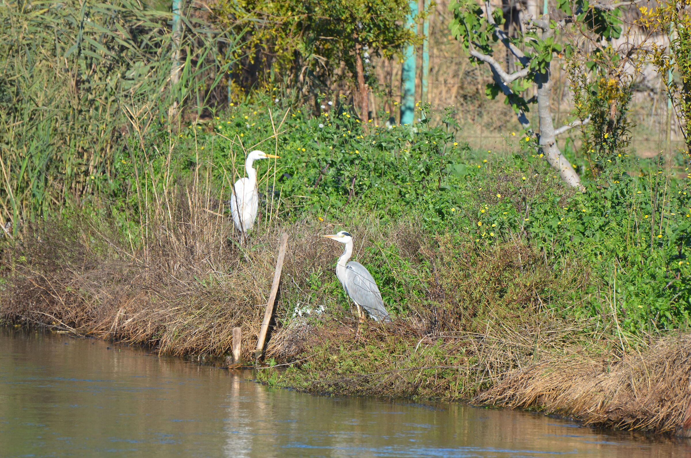 Pair of Herons, marsh Lake Lesina