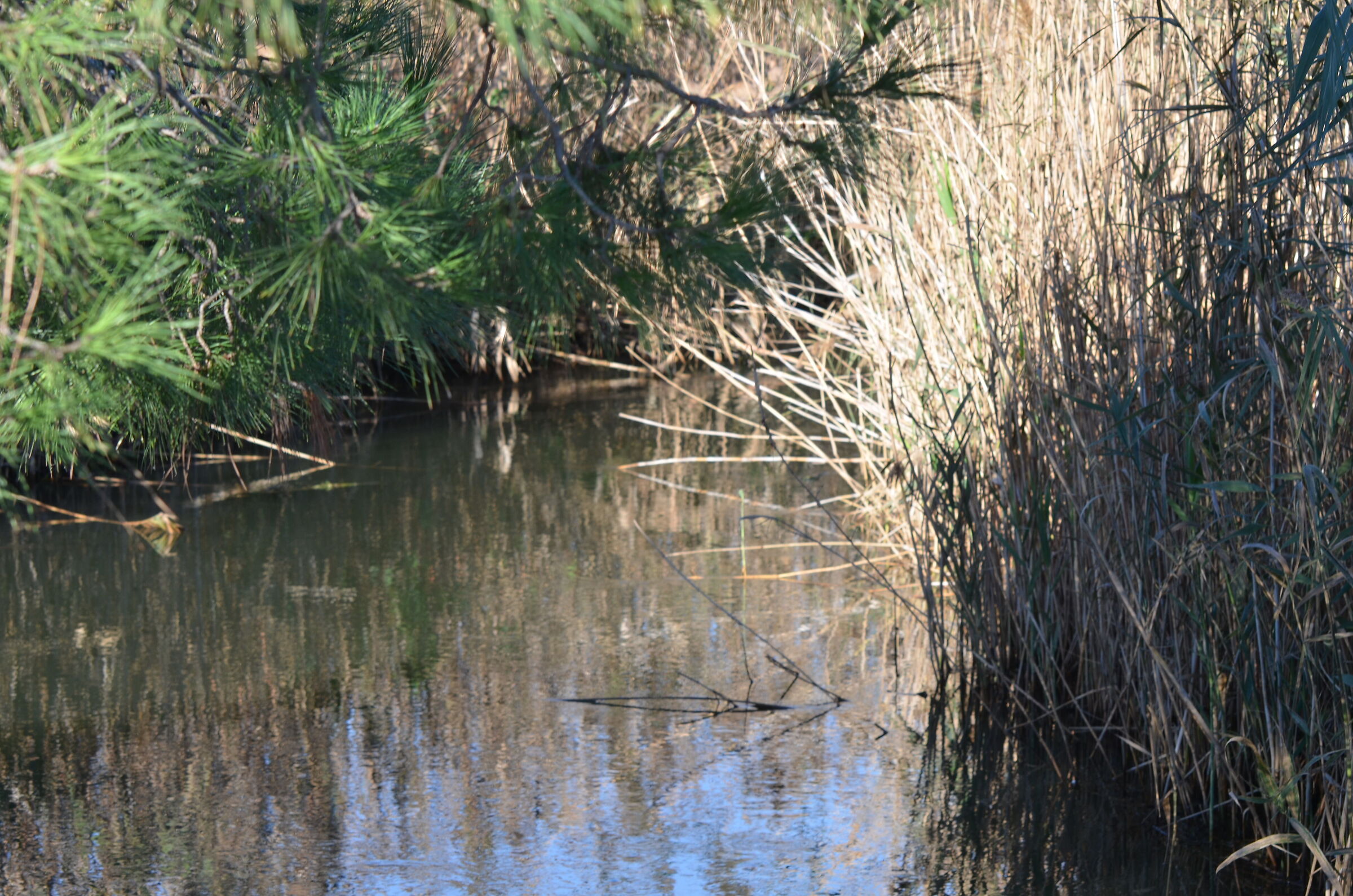 Lake Lesina Marsh