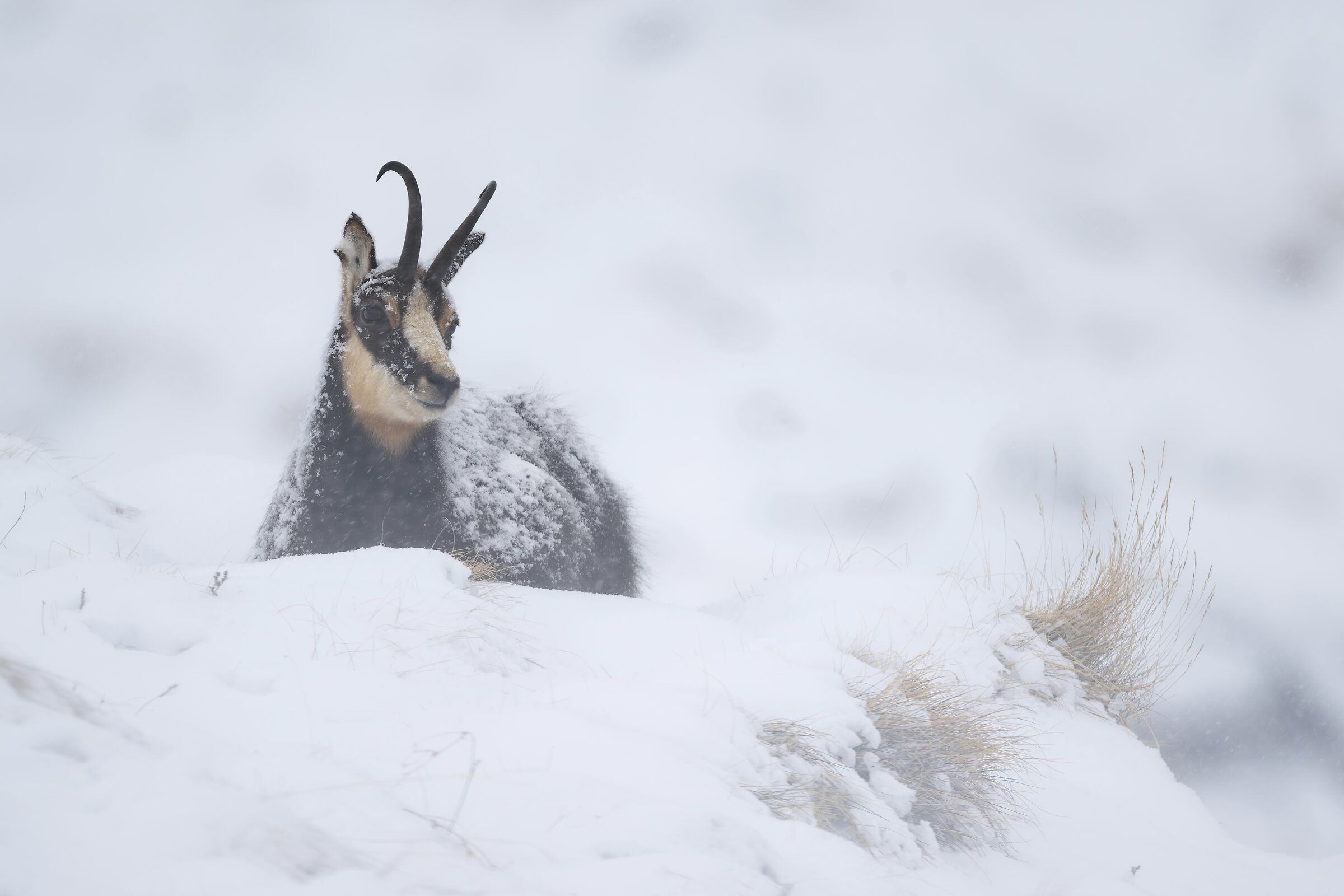 Snowfall at Gran Paradiso