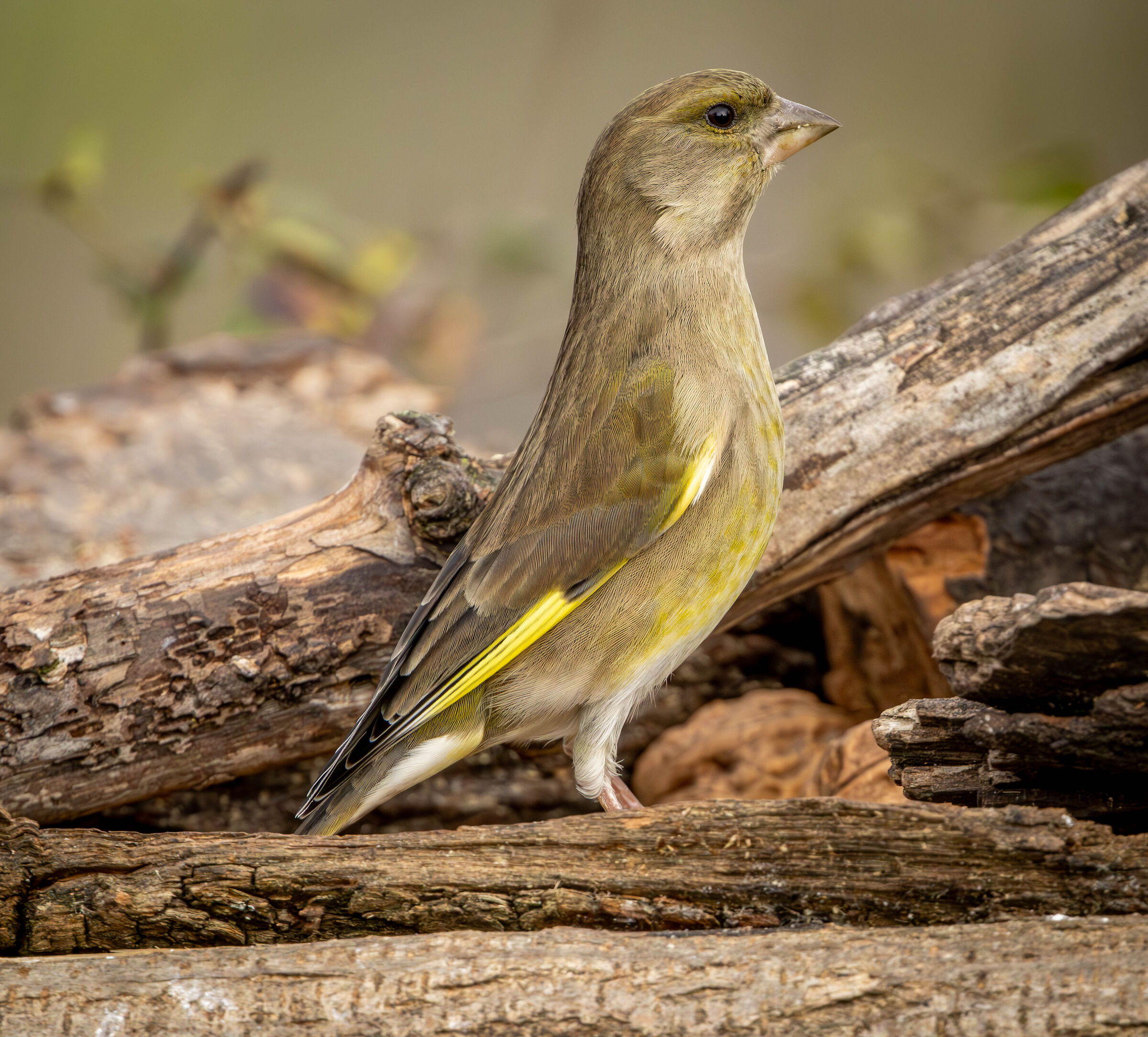 greenfinch