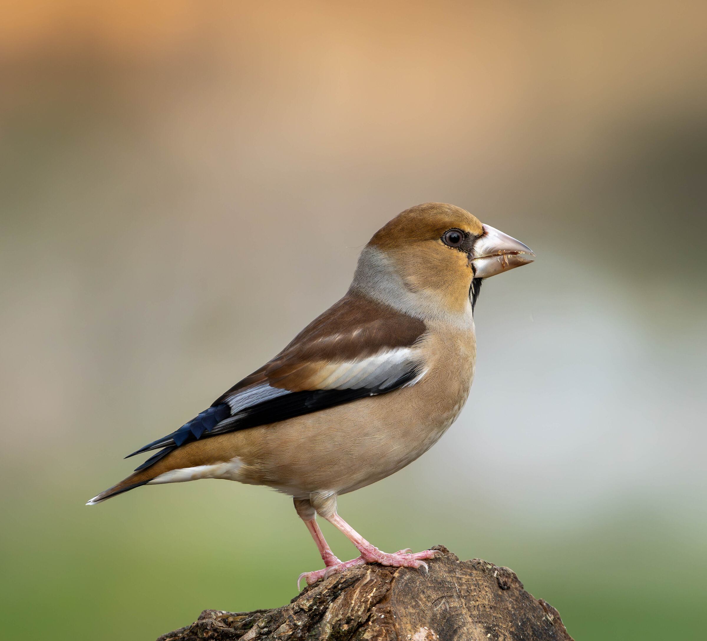 frosone