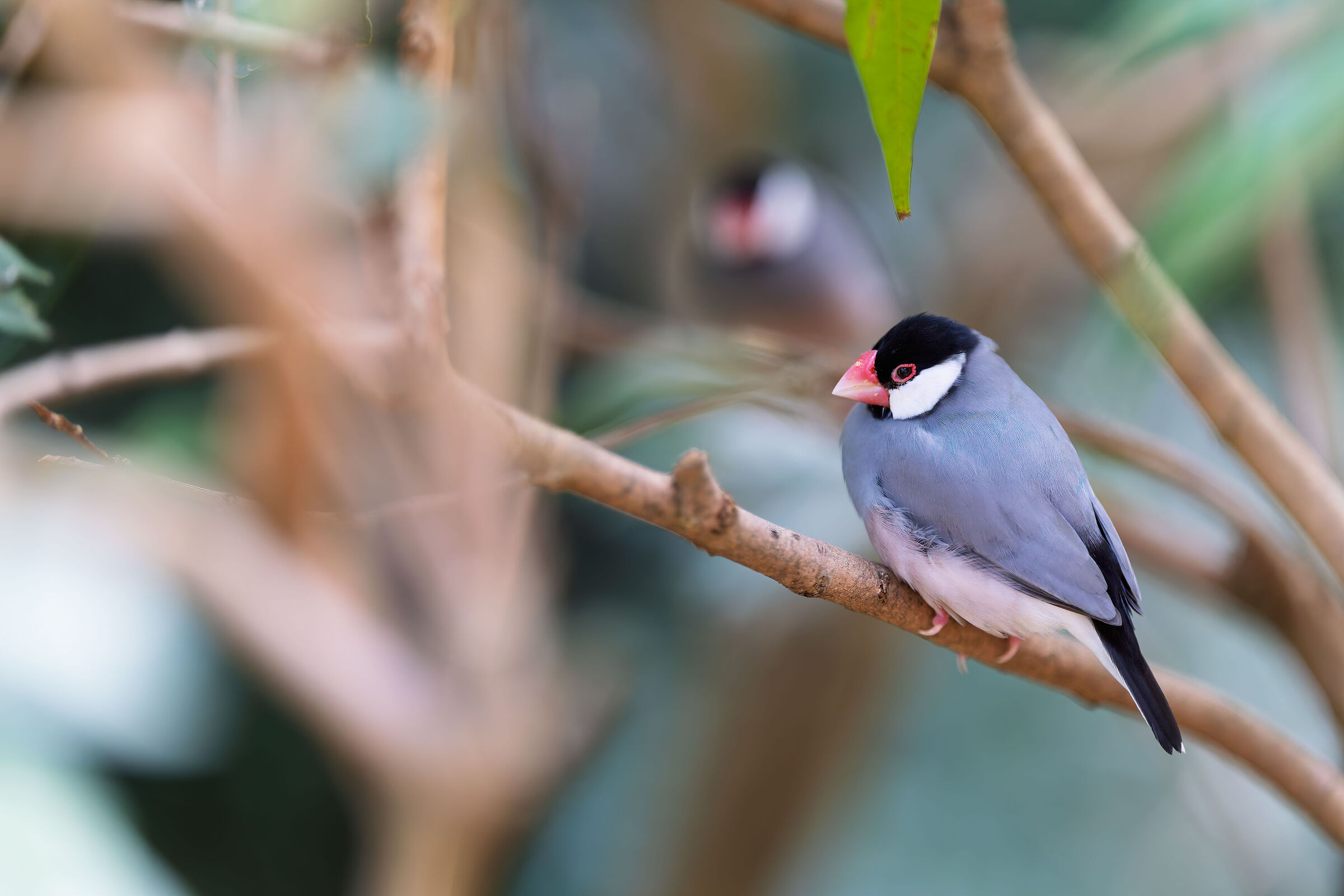 A portrait of this little boy