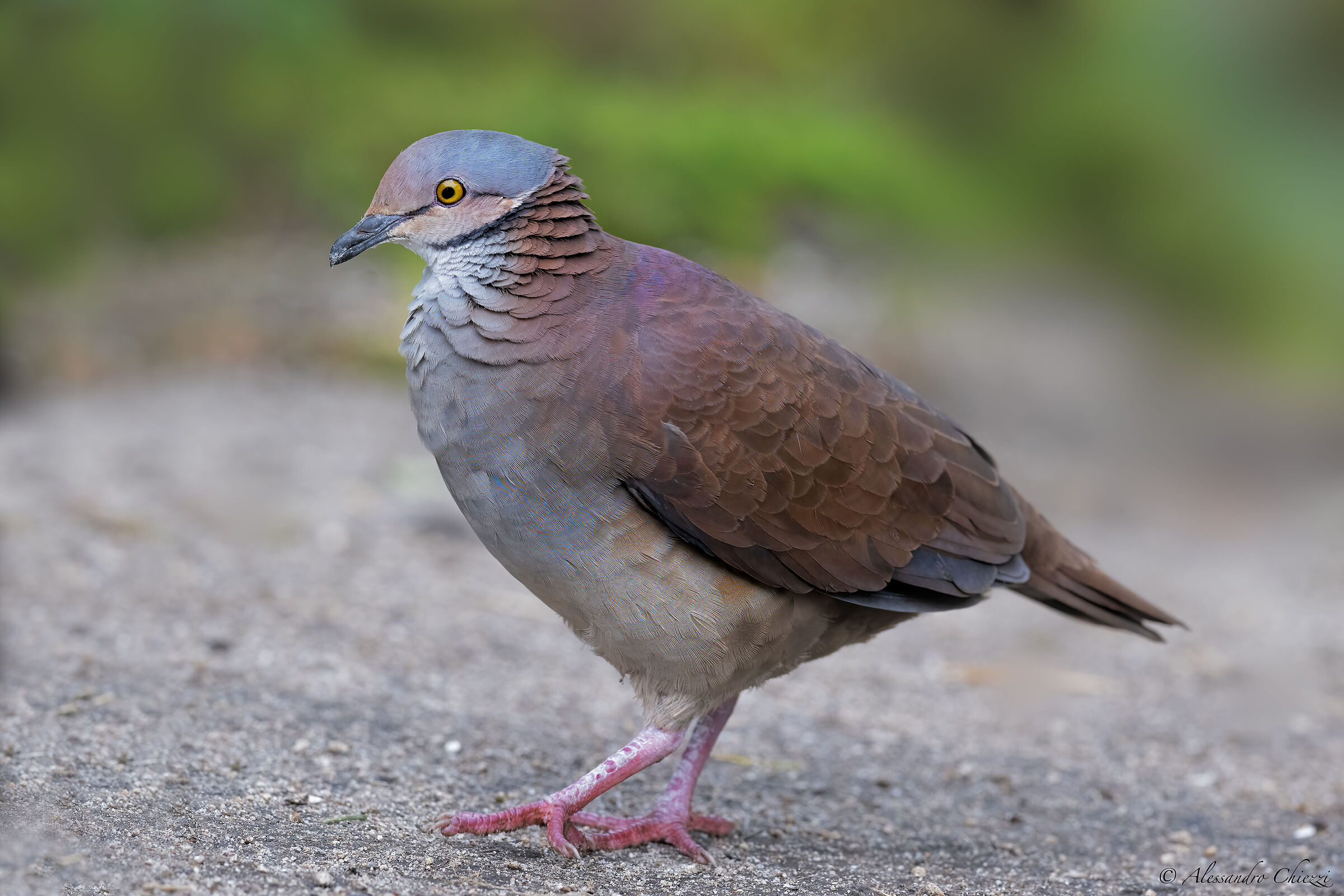 White-throated quail dove