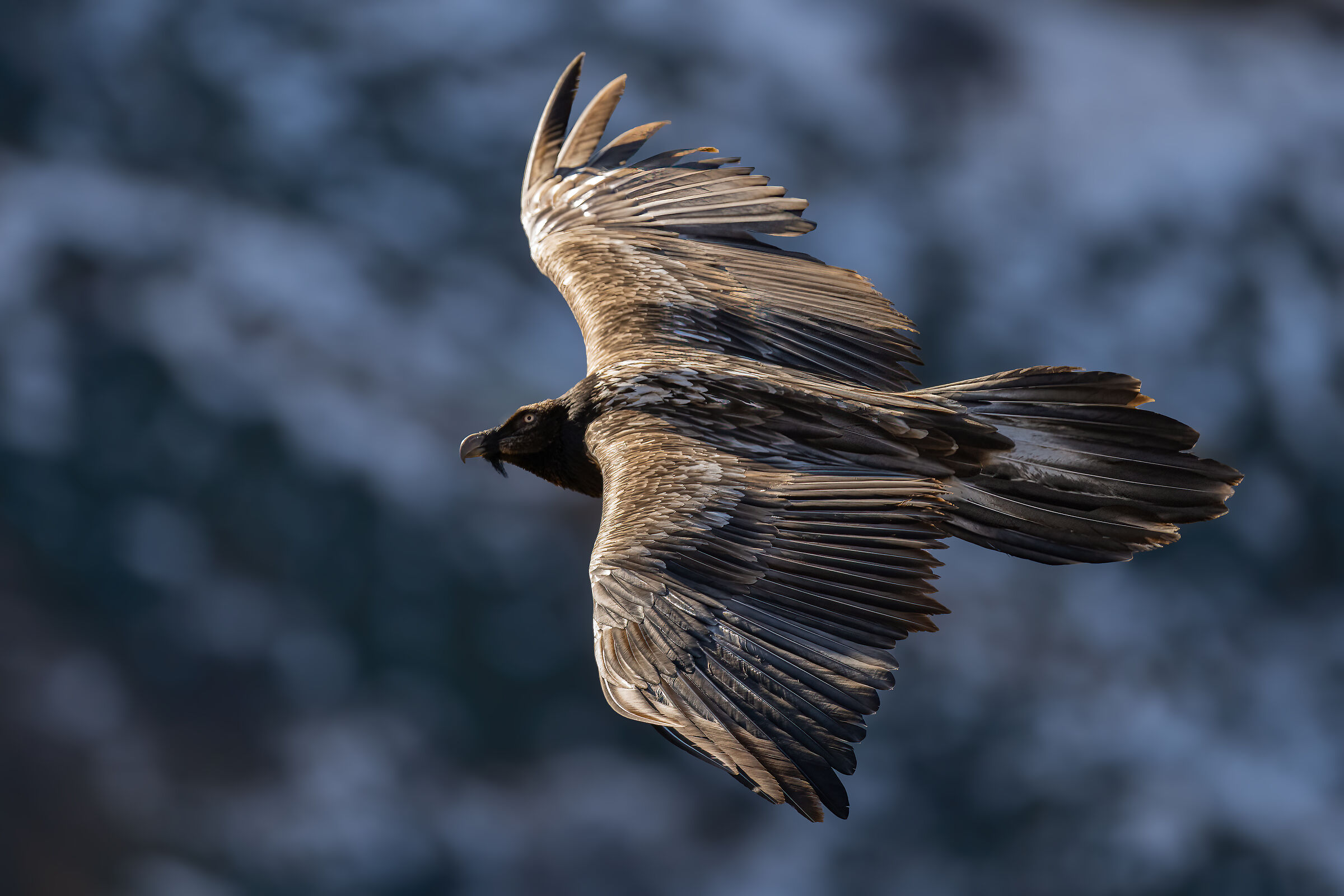 Gypaetus barbatus - Gran Paradiso National Park