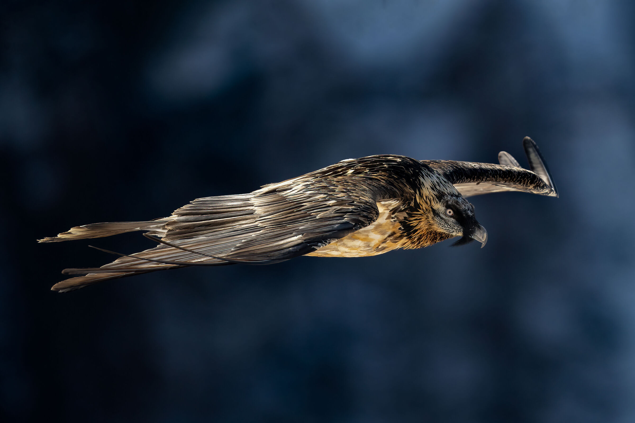 Gypaetus barbatus - Gran Paradiso National Park