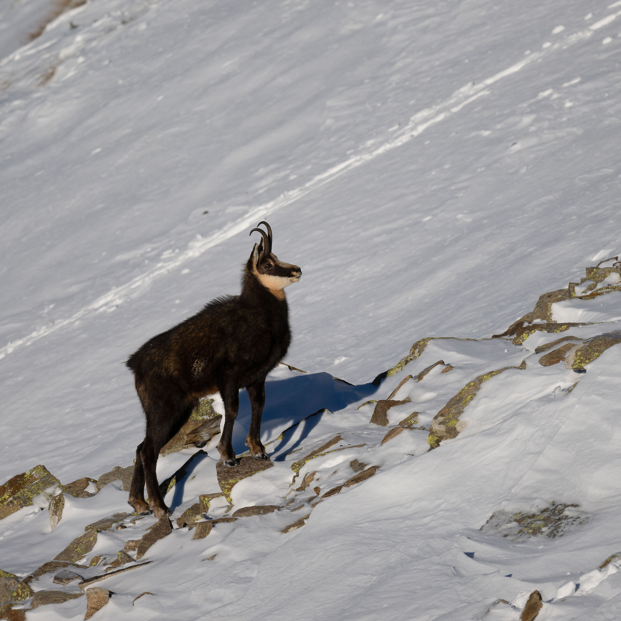 Chamois - Gran Paradiso National Park