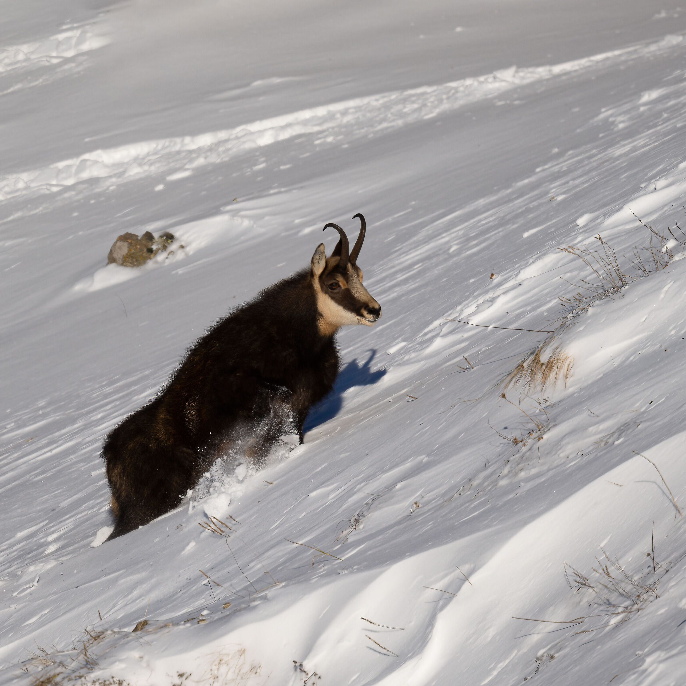 Chamois - Gran Paradiso National Park