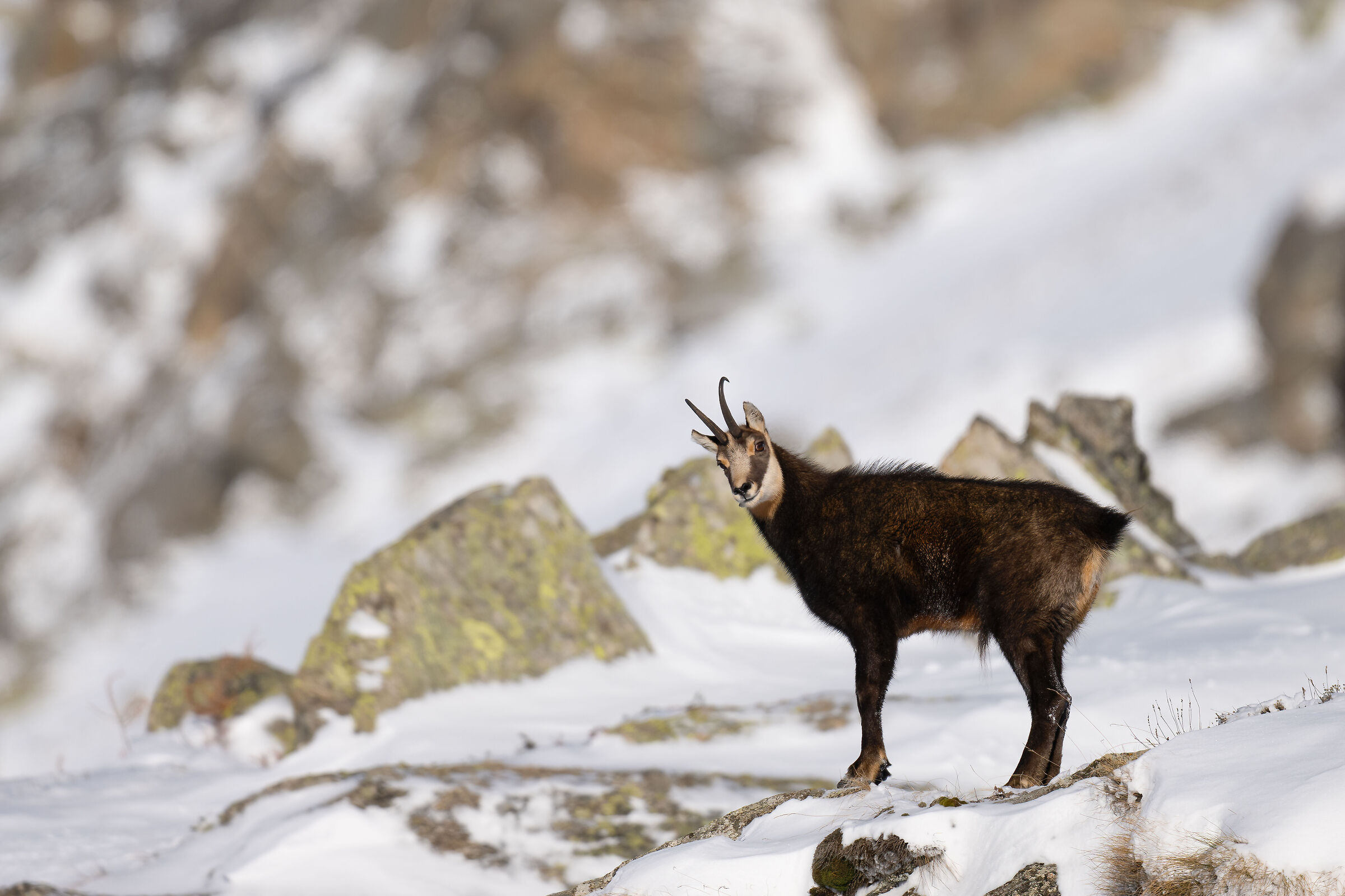 Chamois - Gran Paradiso National Park