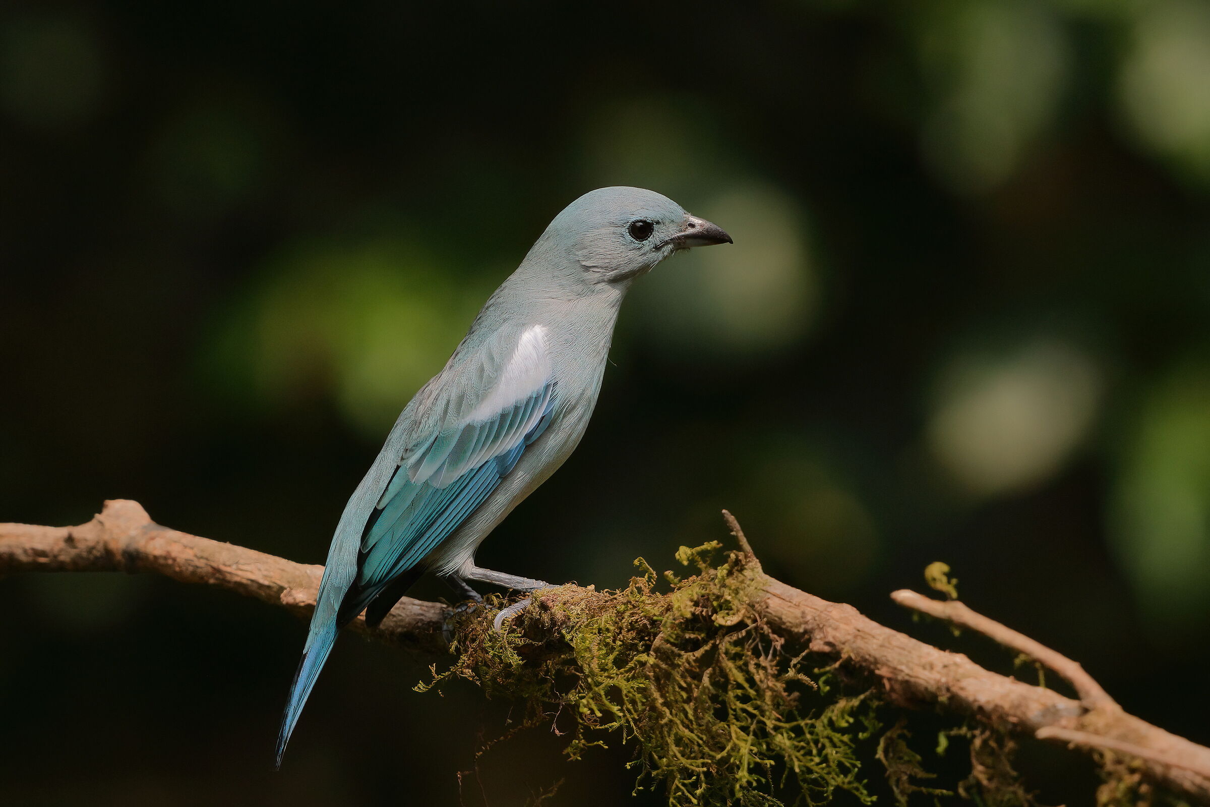 Tangara grigio-azzurro