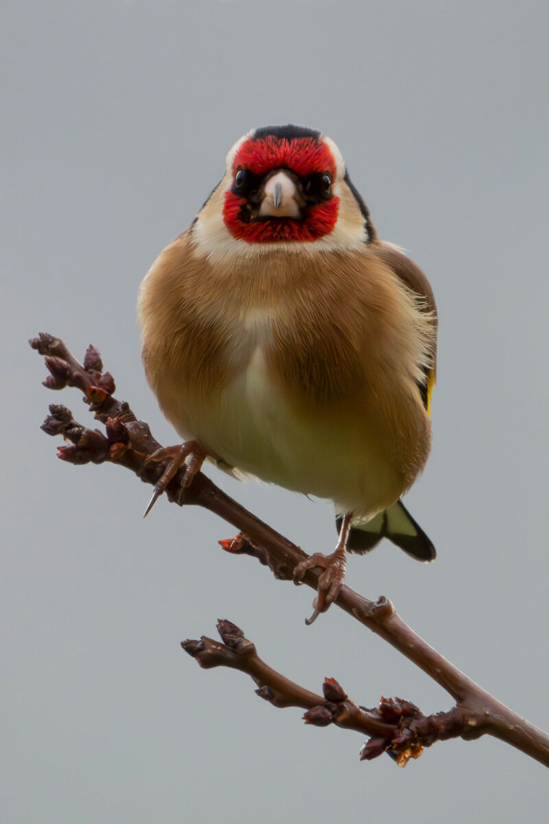 Goldfinch