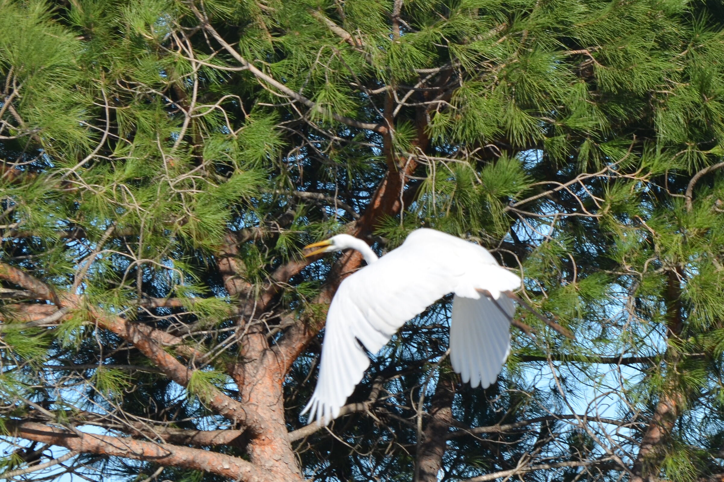 Pair of Herons, marsh Lake Lesina