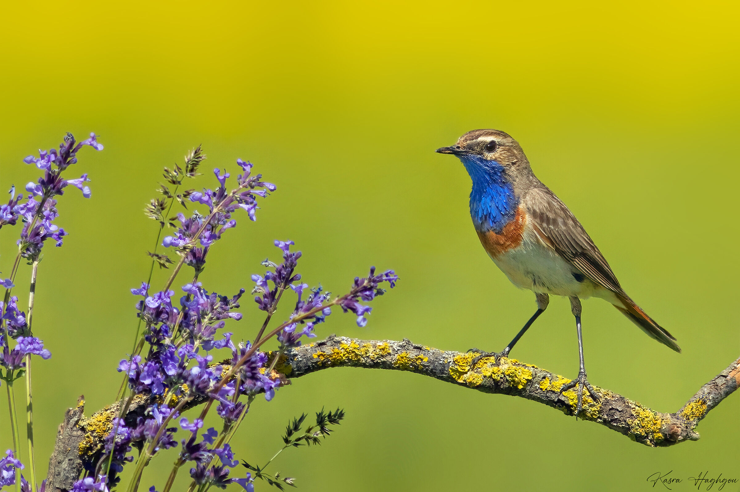 Bluethroat