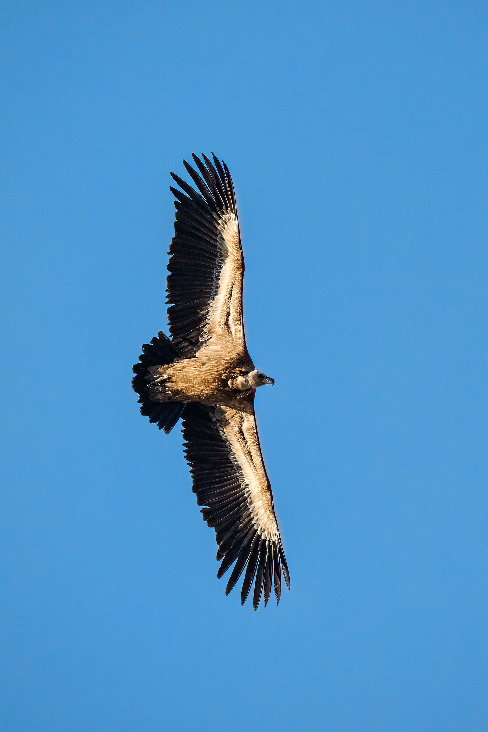 Griffin