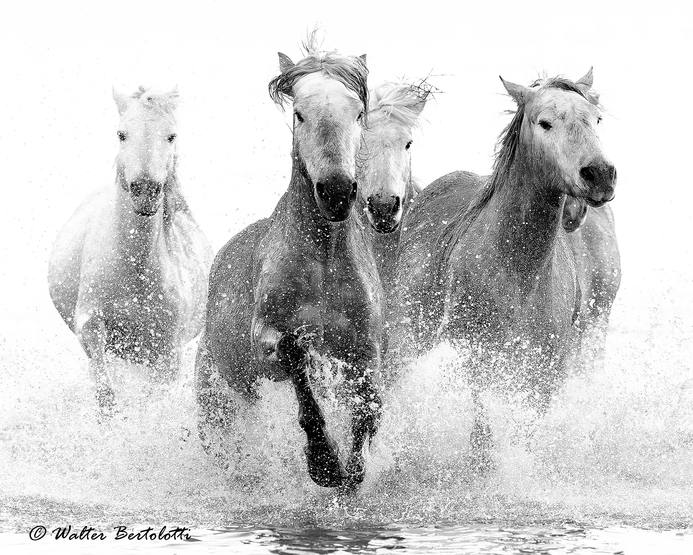 Camargue