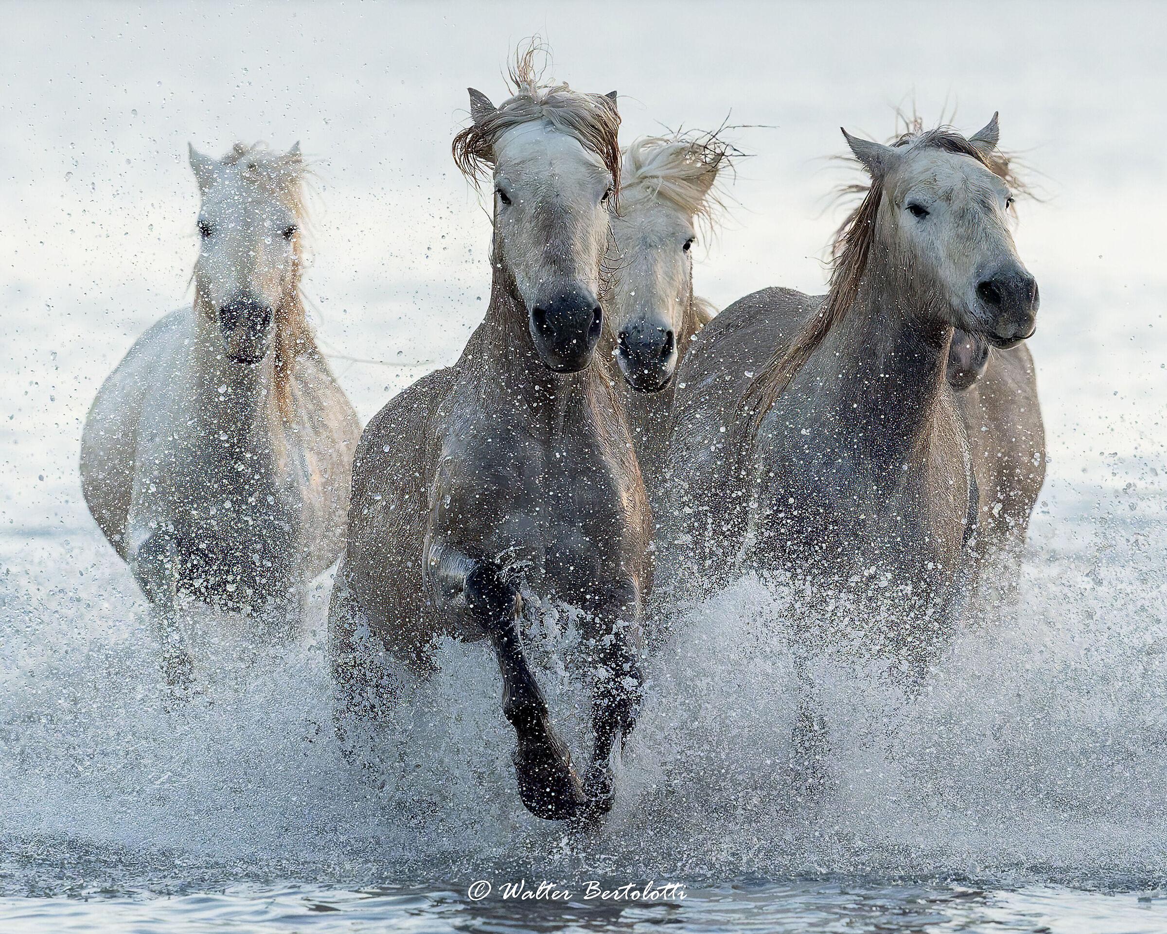 Camargue