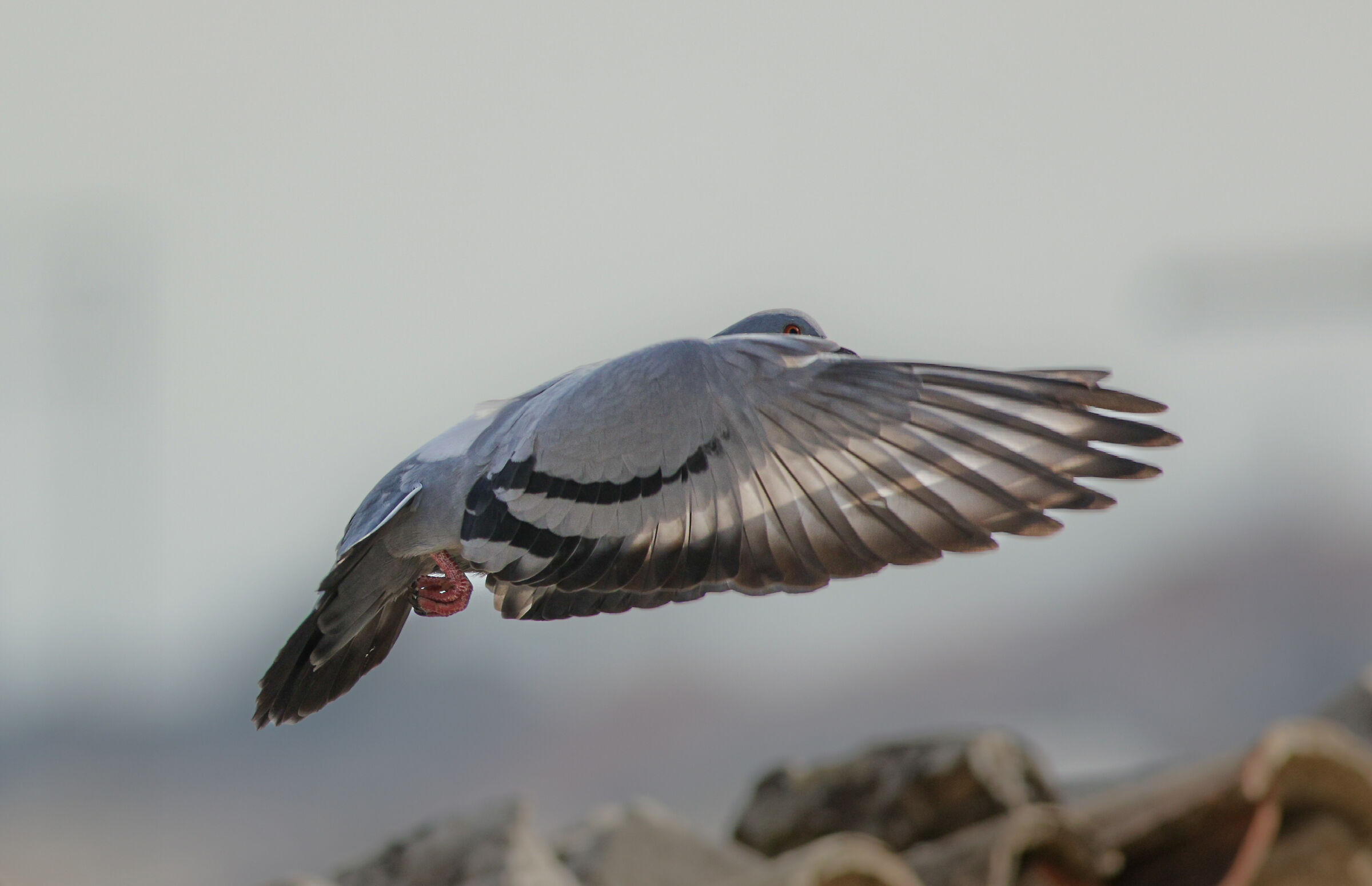 The sun that cuts its wings