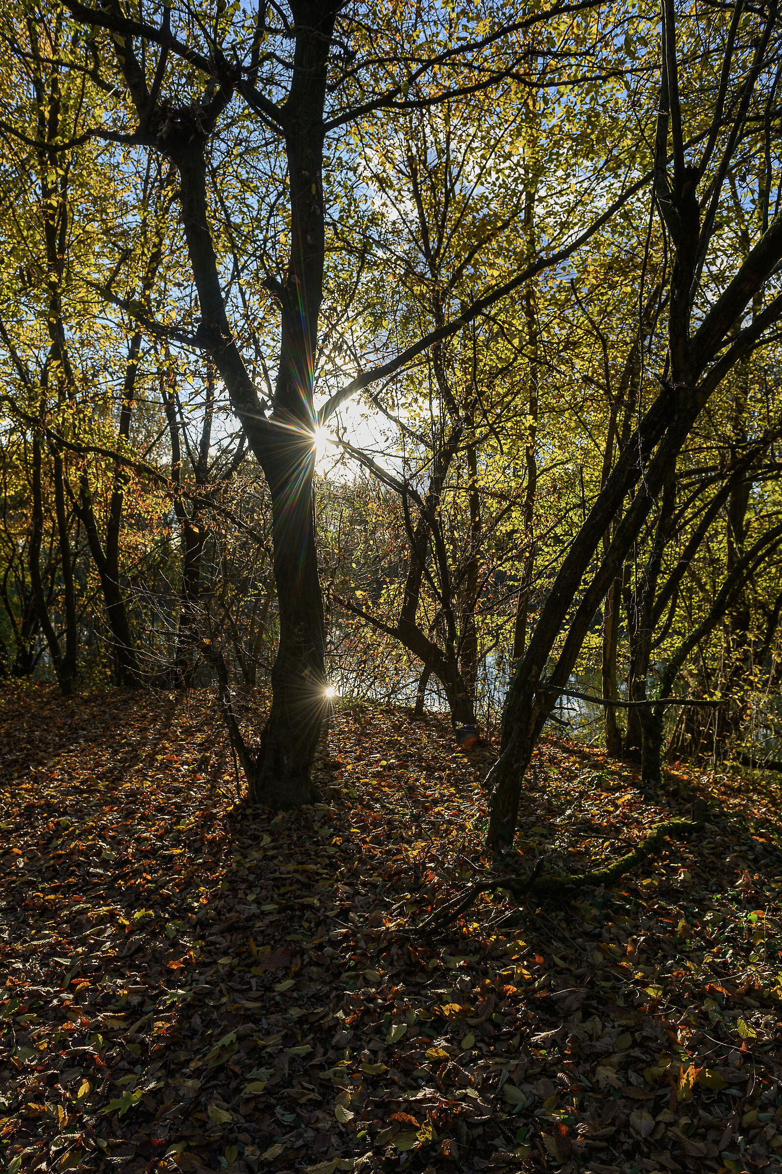 Riflessi solari d'autunno