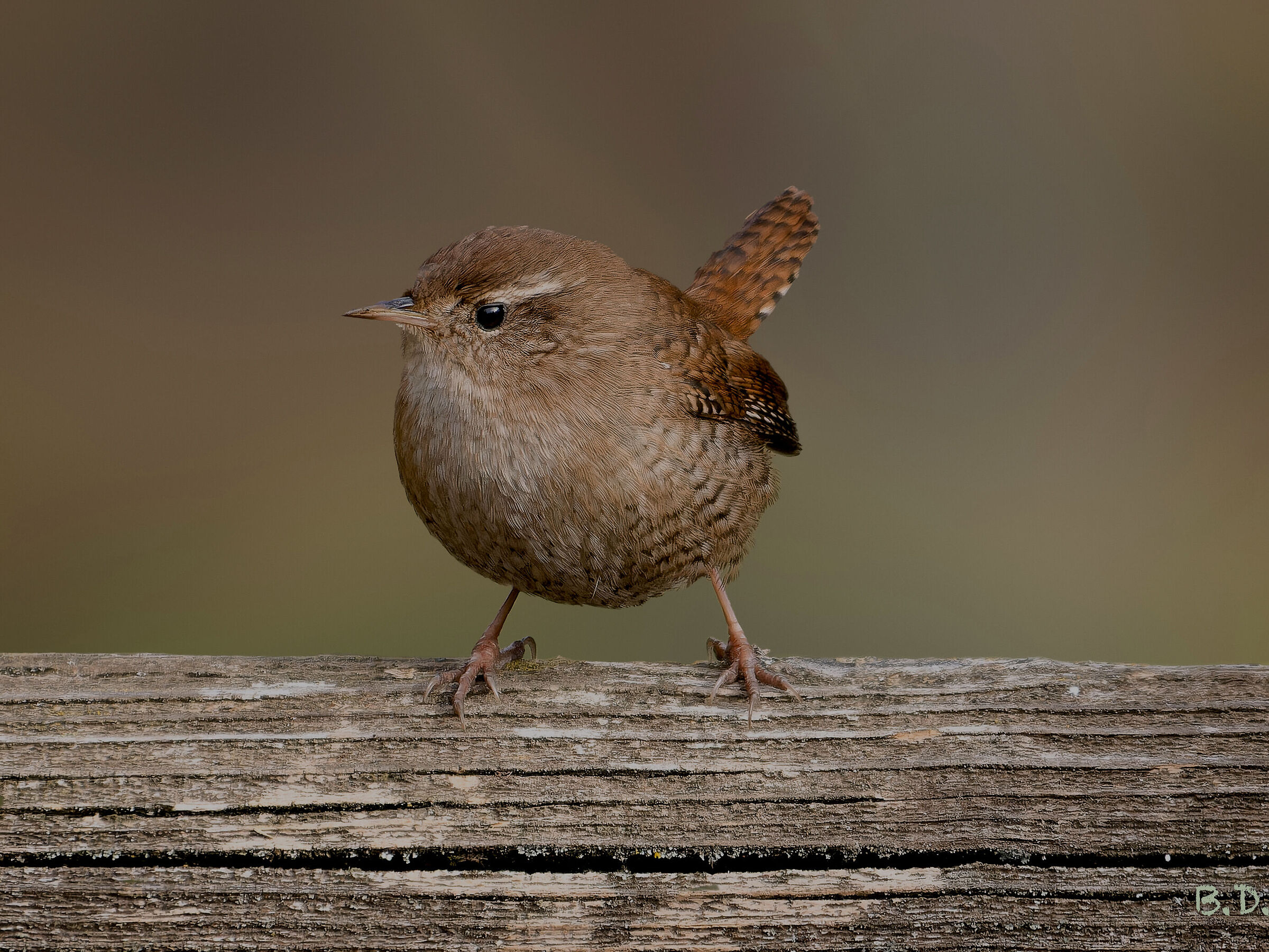 Troglodytes troglodytes (Wren)