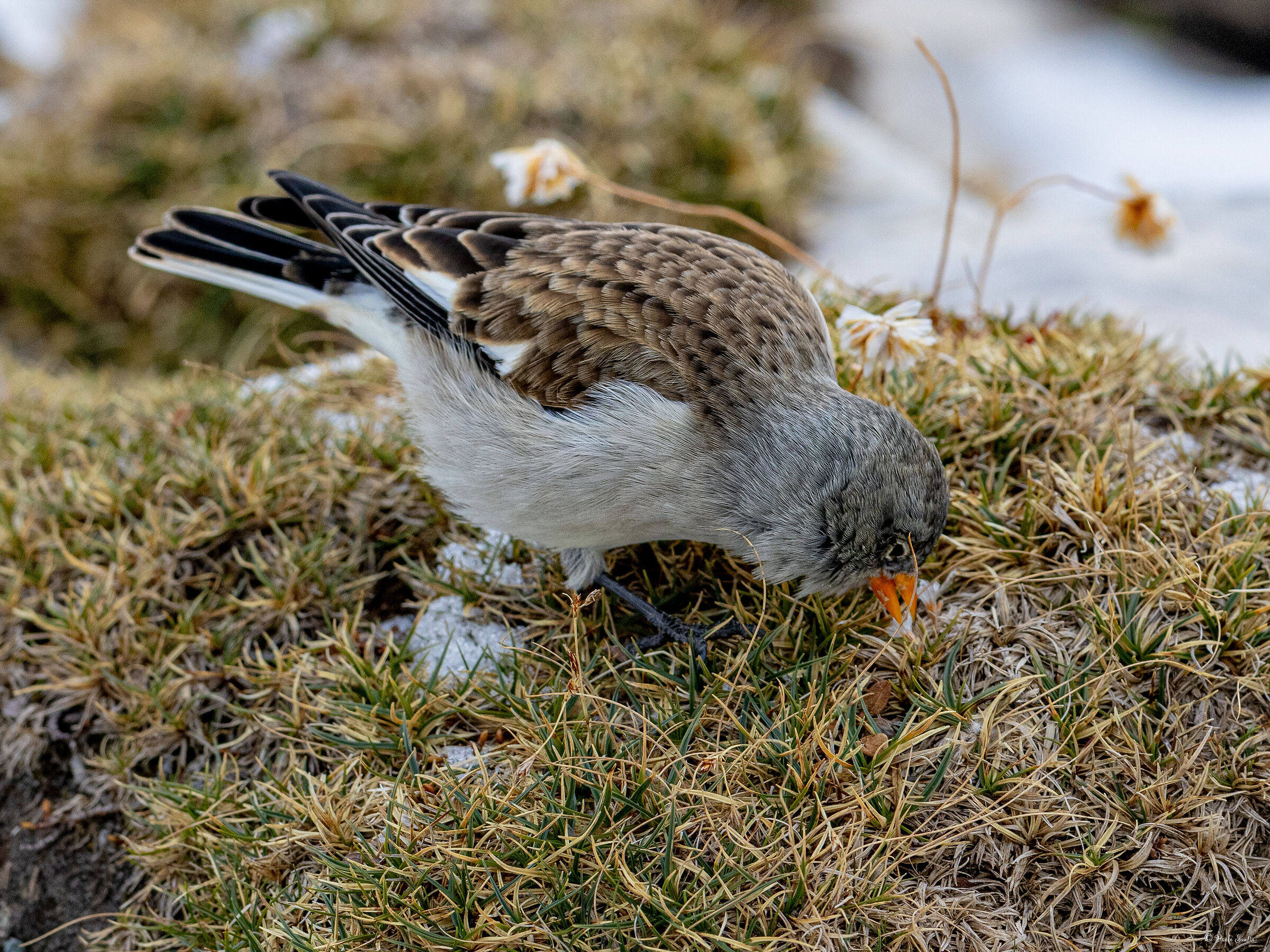 Snow Finch