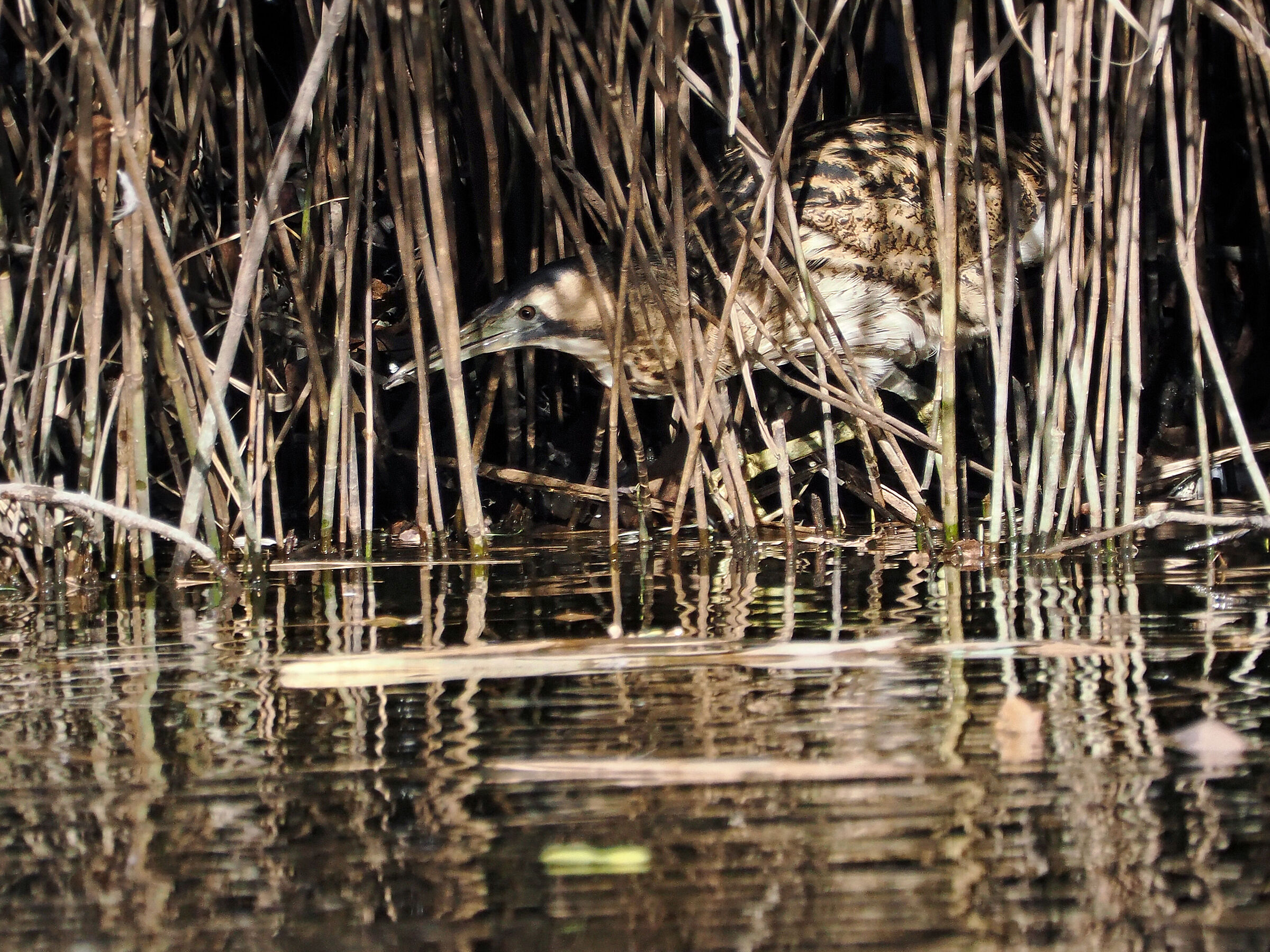 The Bittern and the Little Fish