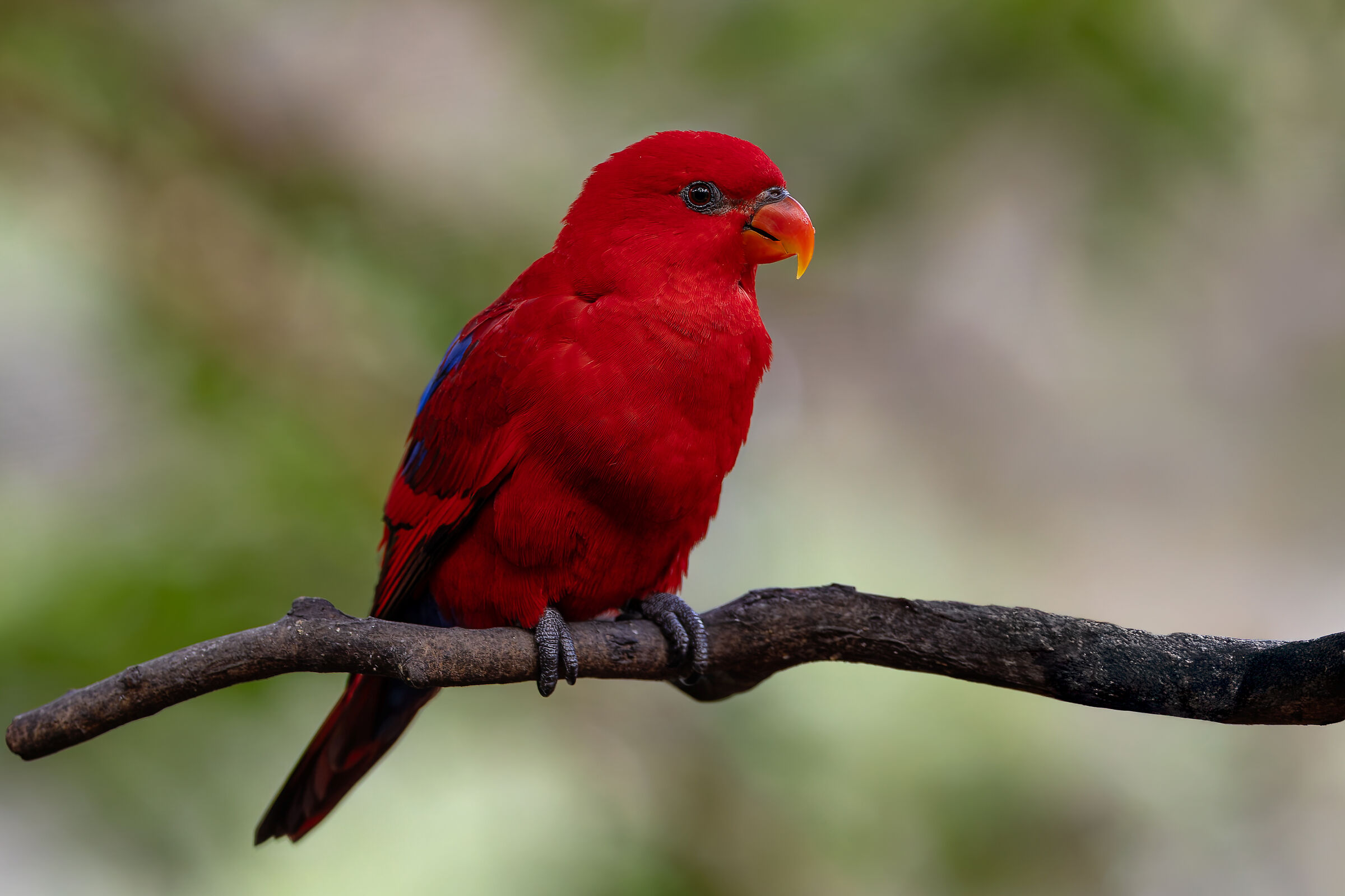 The woman in red (er, parrot)