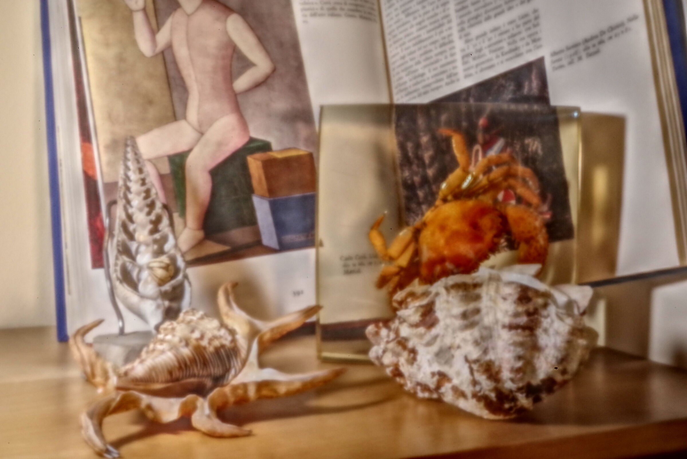 Conchiglie (foro stenopeico)