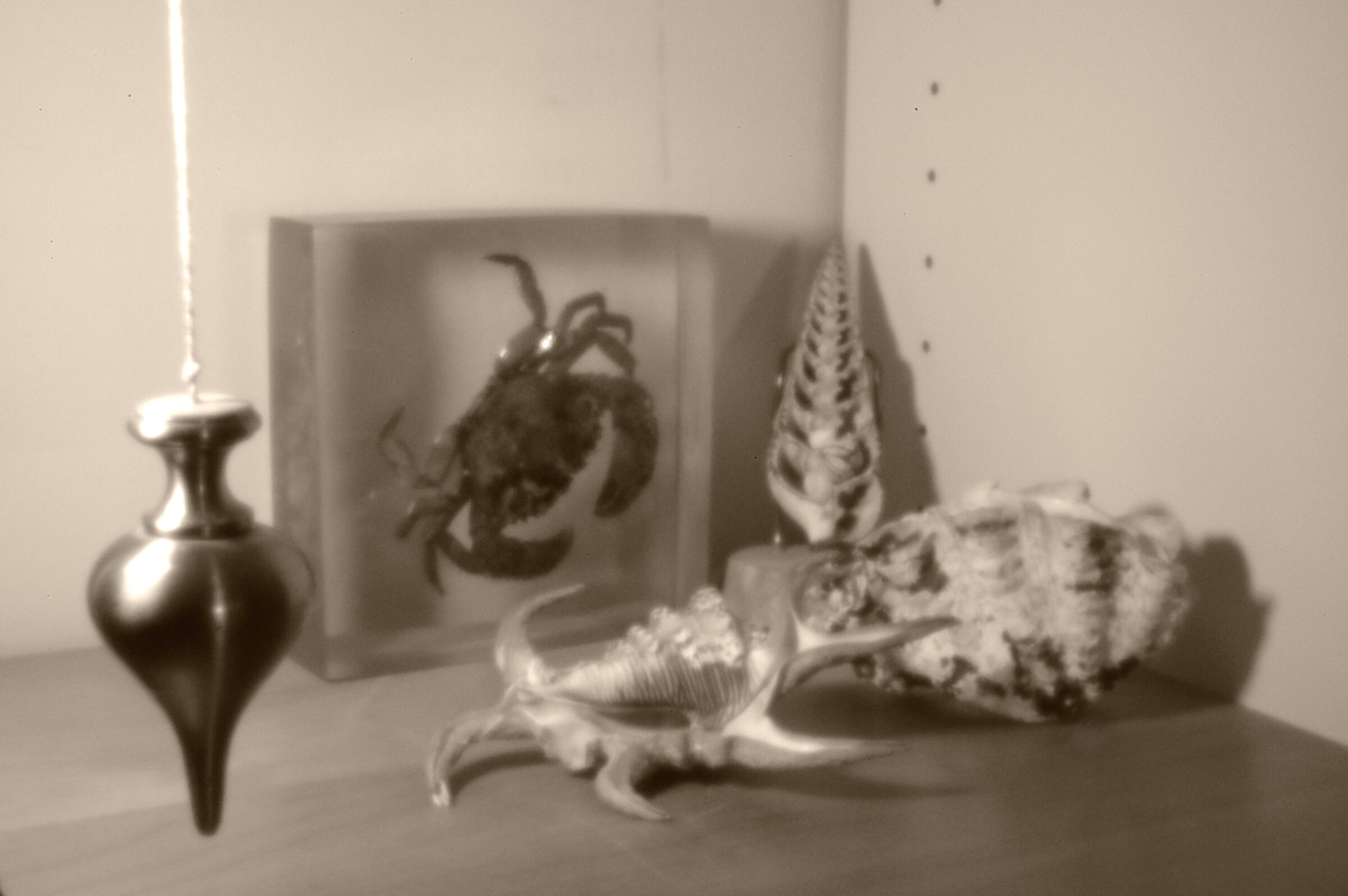 Pendolo e conchiglie (foro stenopeico)