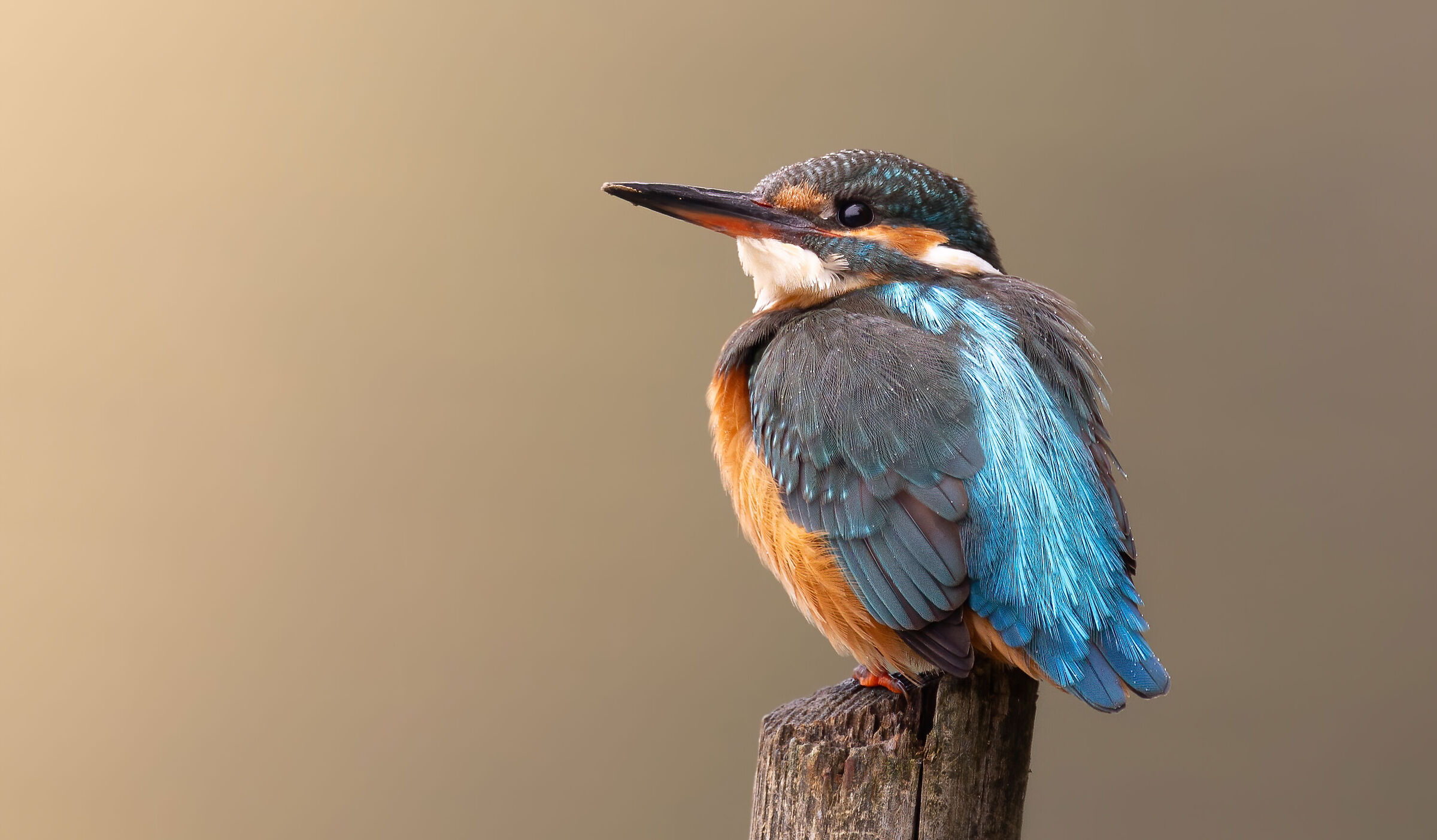 Electric Blue Feathers