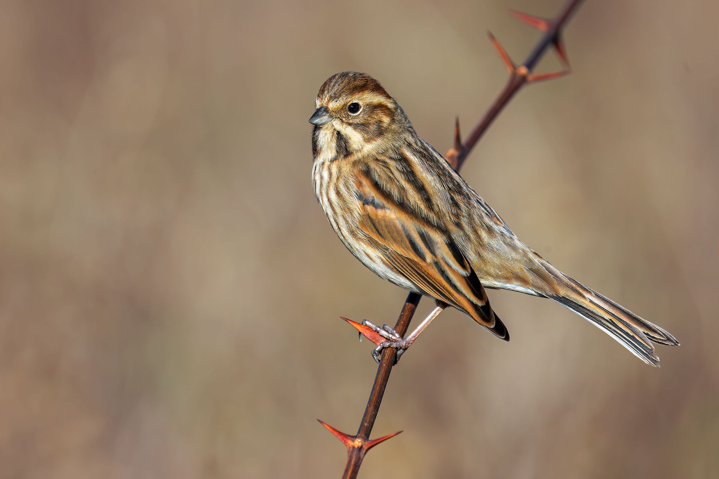 Migliarino di Palude