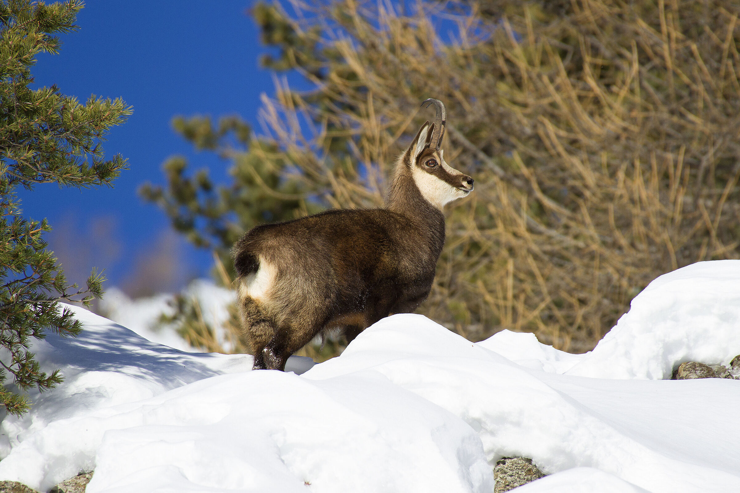 Chamois - Orsiera Rocciavre' Natural Park