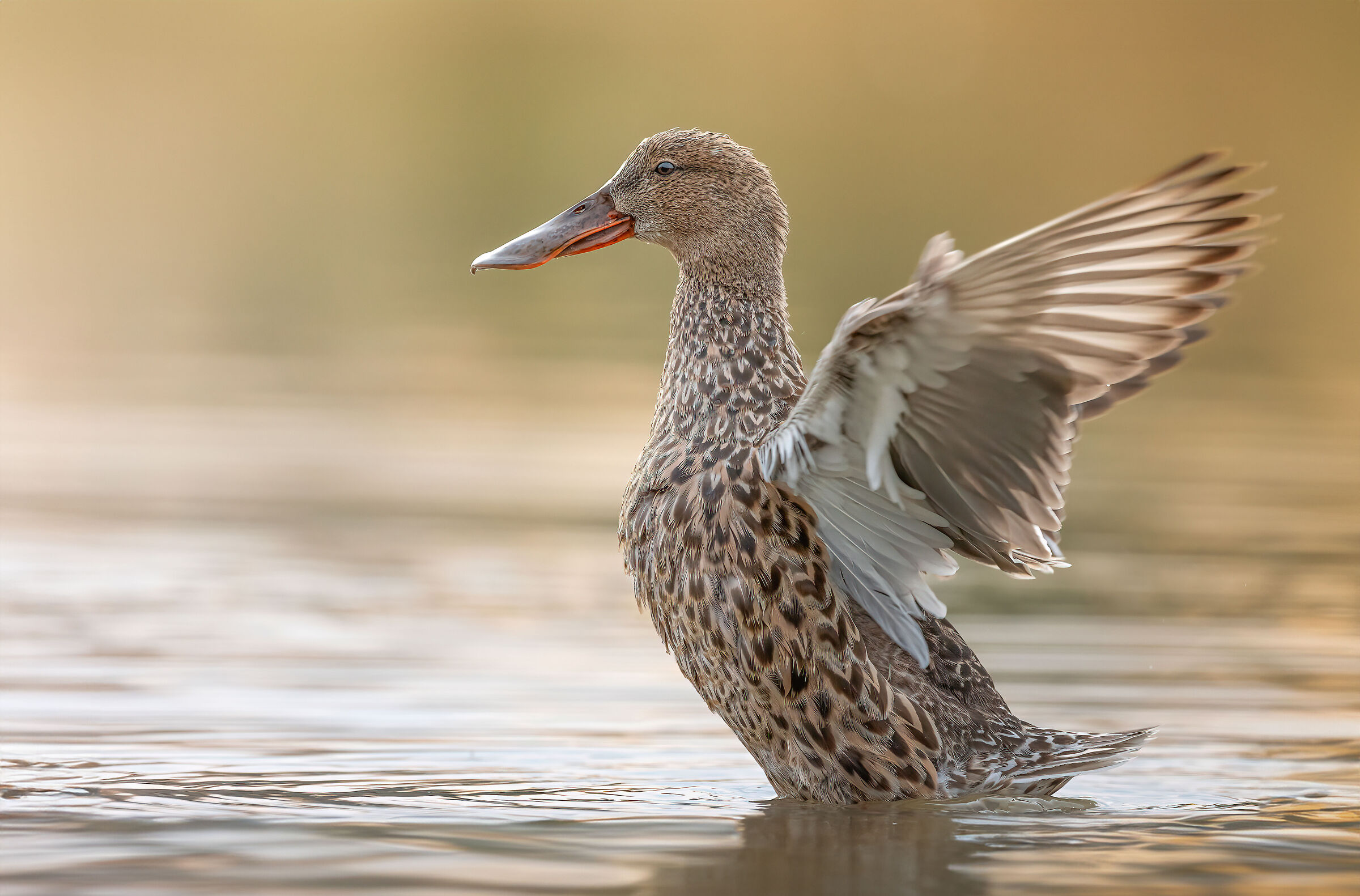 Miss Shoveler