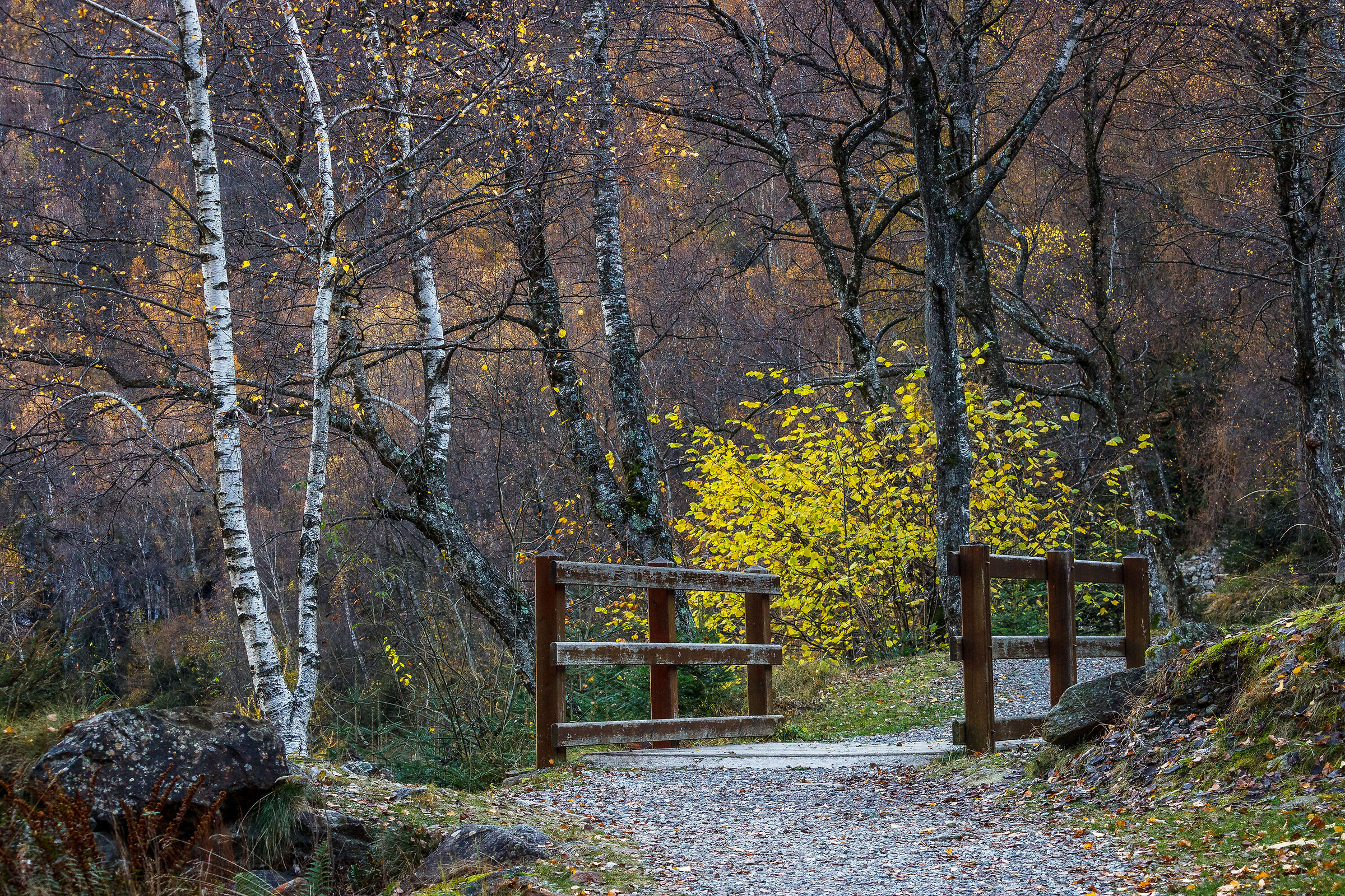 Ultimi colori autunnali.